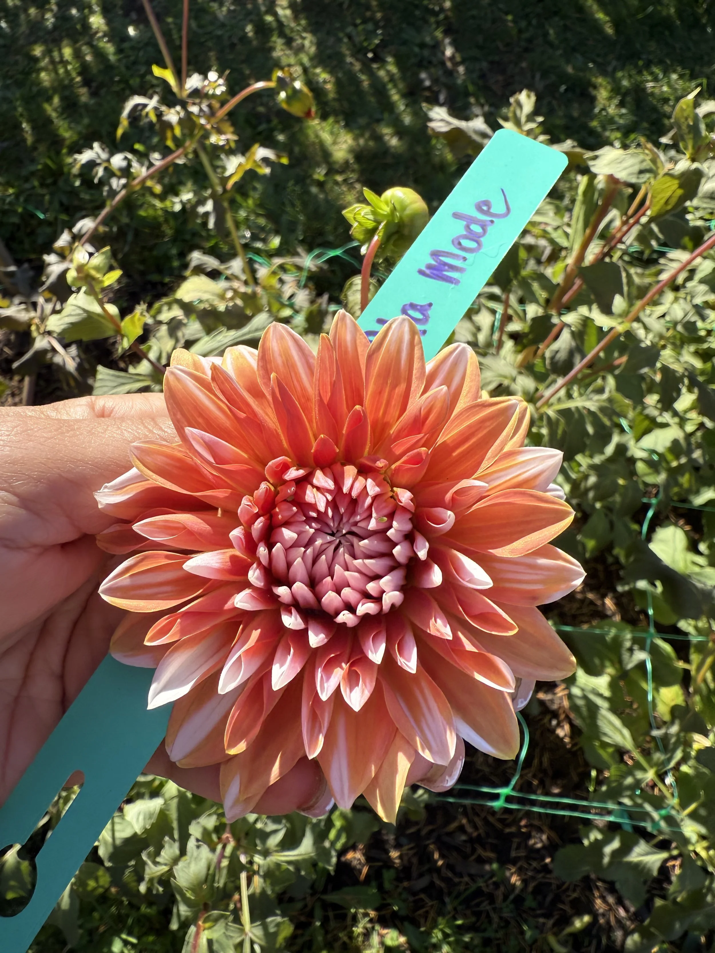 Ala Mode Dahlia Tuber