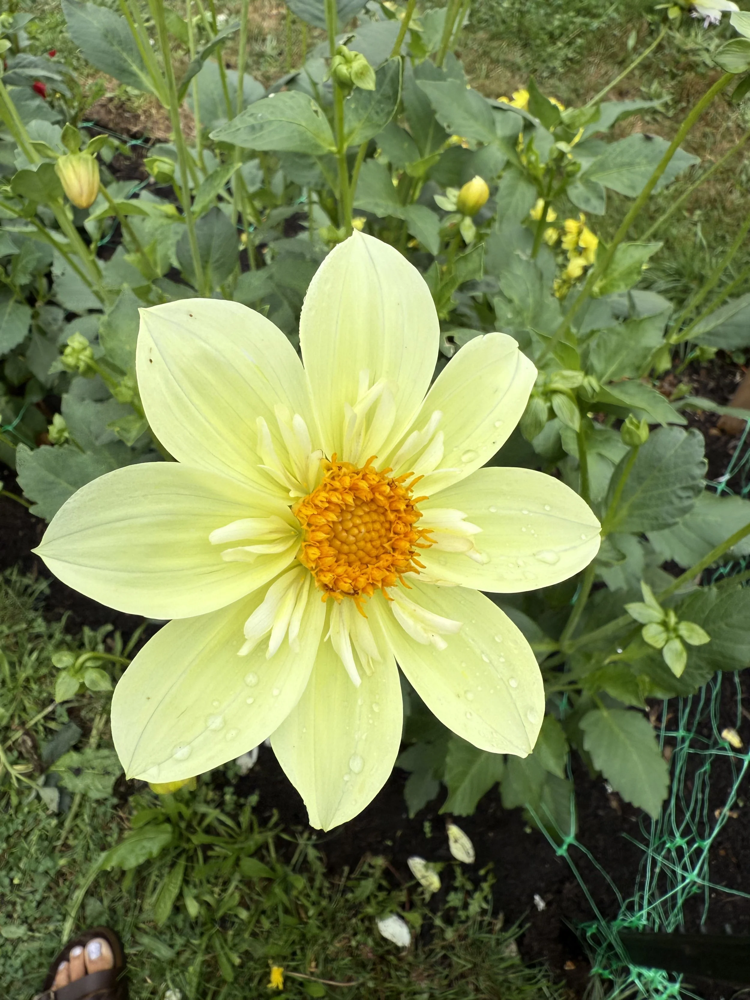 Close-up of a yellow dahlia flower with water droplets, surrounded by green foliage and garden plants.