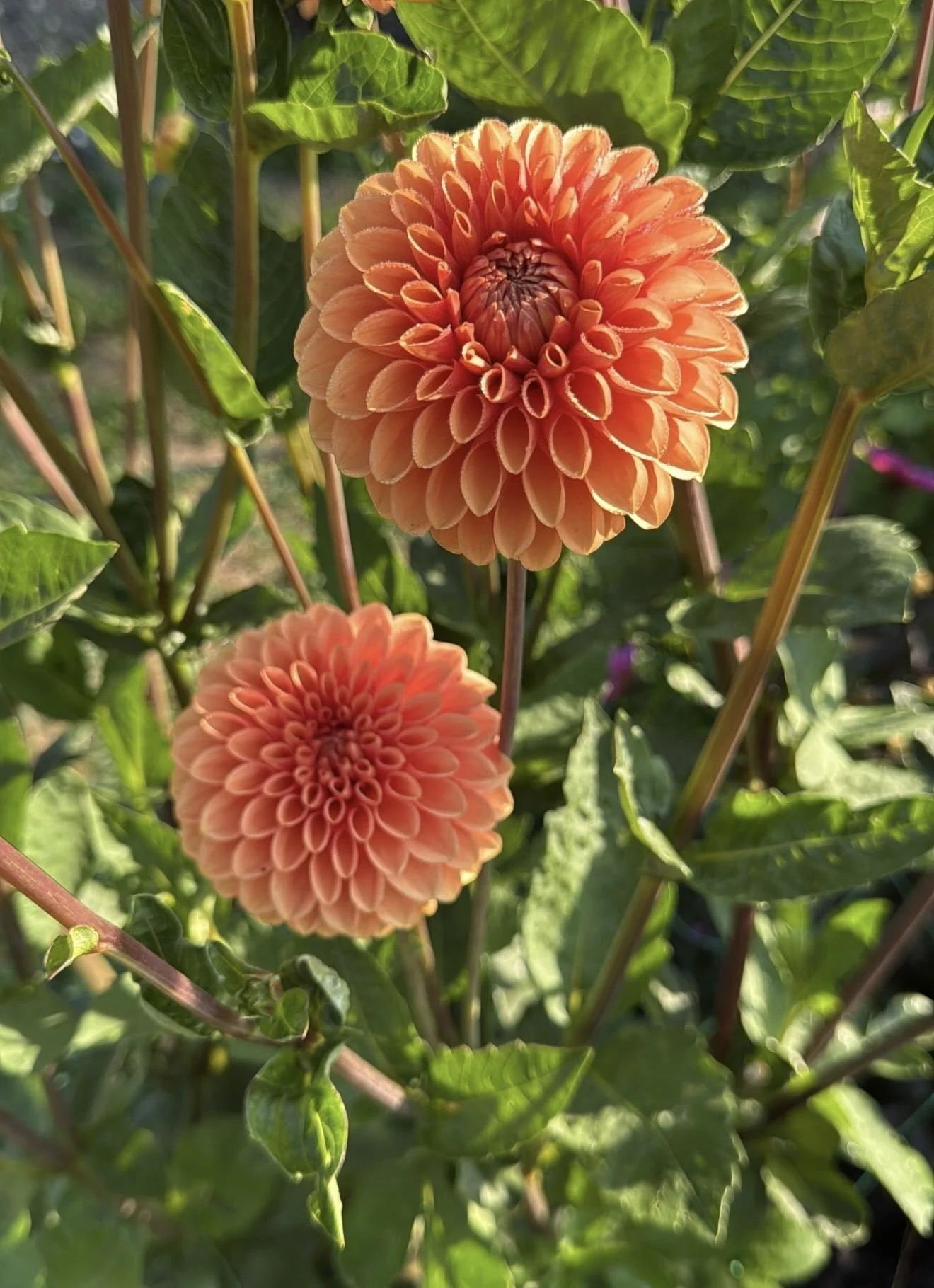 Two orange dahlias blooming among green leaves.