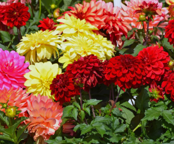 Mystery Tubers - Small bush Dahlia - Container plants - 6 PK