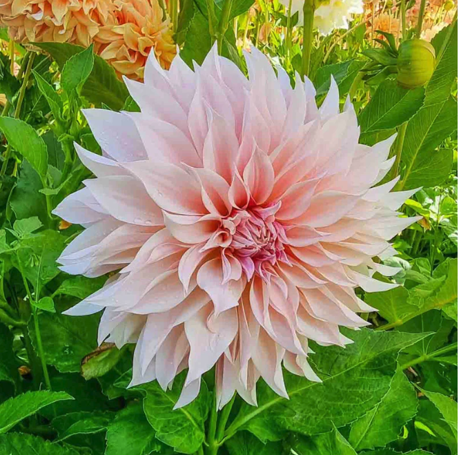 Cafe au Lait Dahlia Tuber