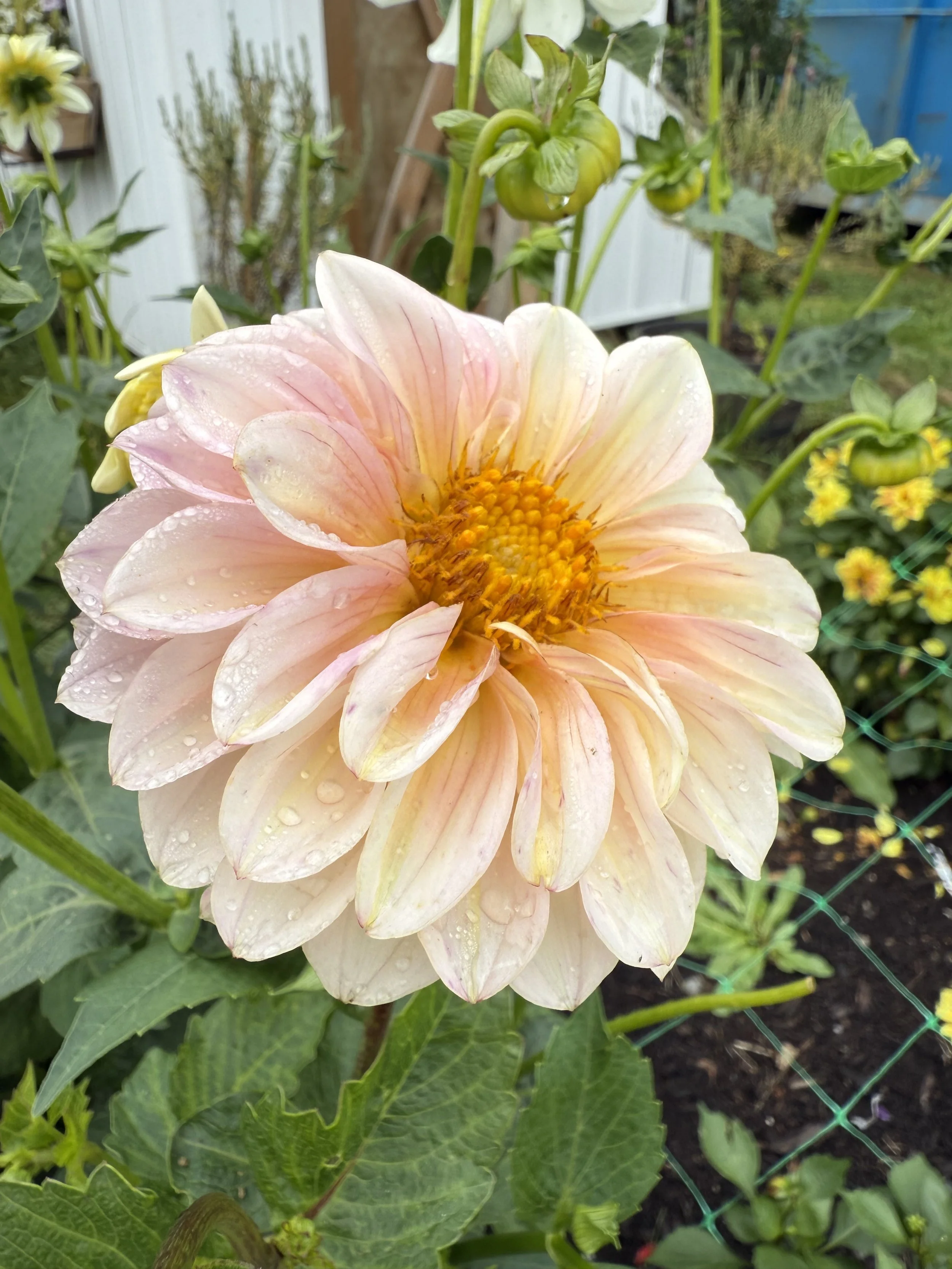 A close-up of a light pink dahlia flower with water droplets on its petals in a garden.