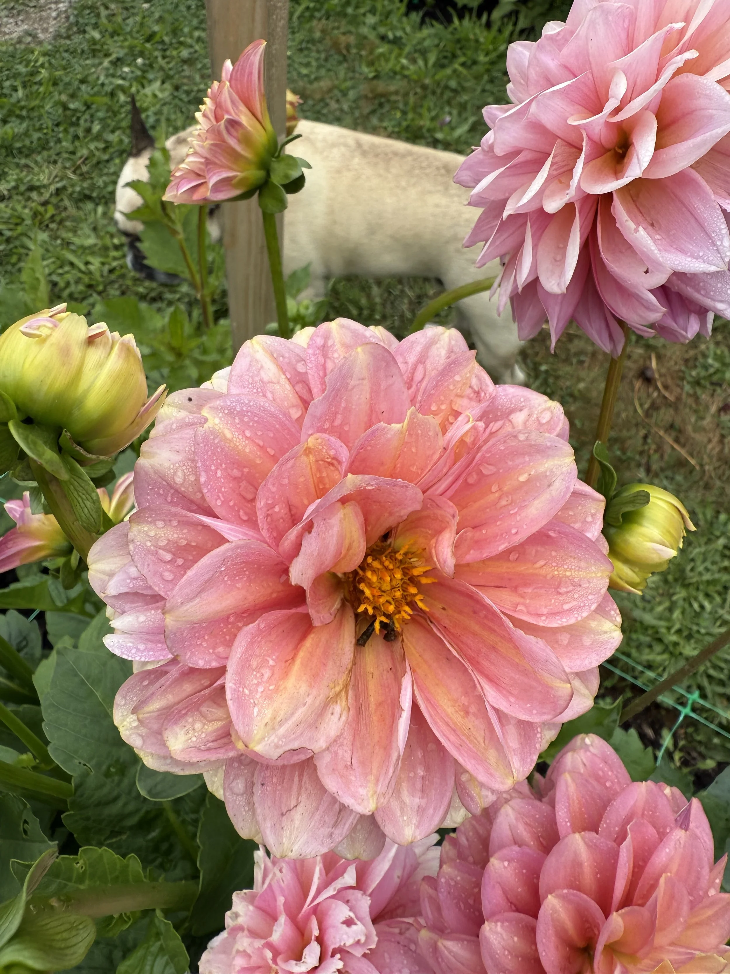 Close-up of pink and peach dahlias with dew drops, outdoors in a garden.