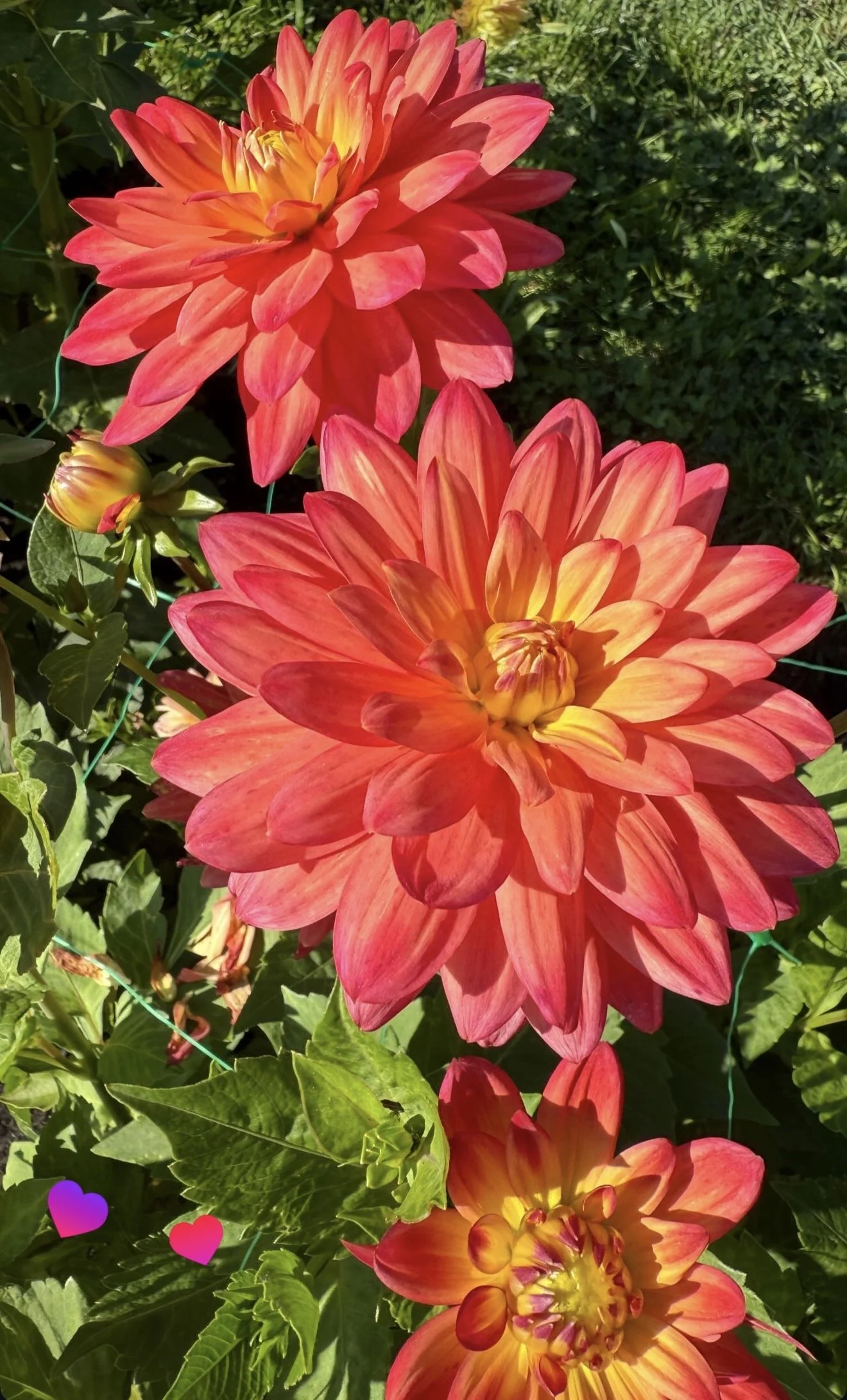 Close-up of three vibrant orange and pink dahlias in bloom among green foliage and leaves.