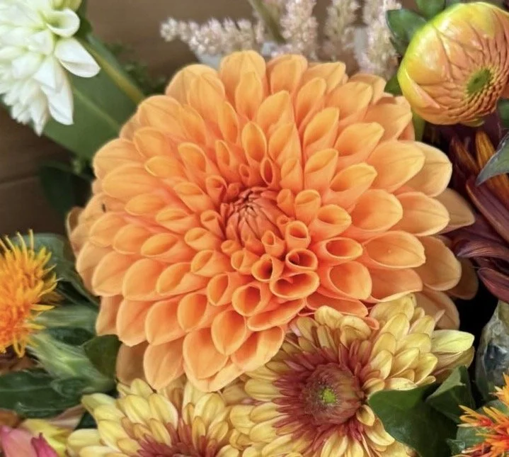 Close-up of a vibrant orange dahlia flower surrounded by other colorful blooms and green leaves.