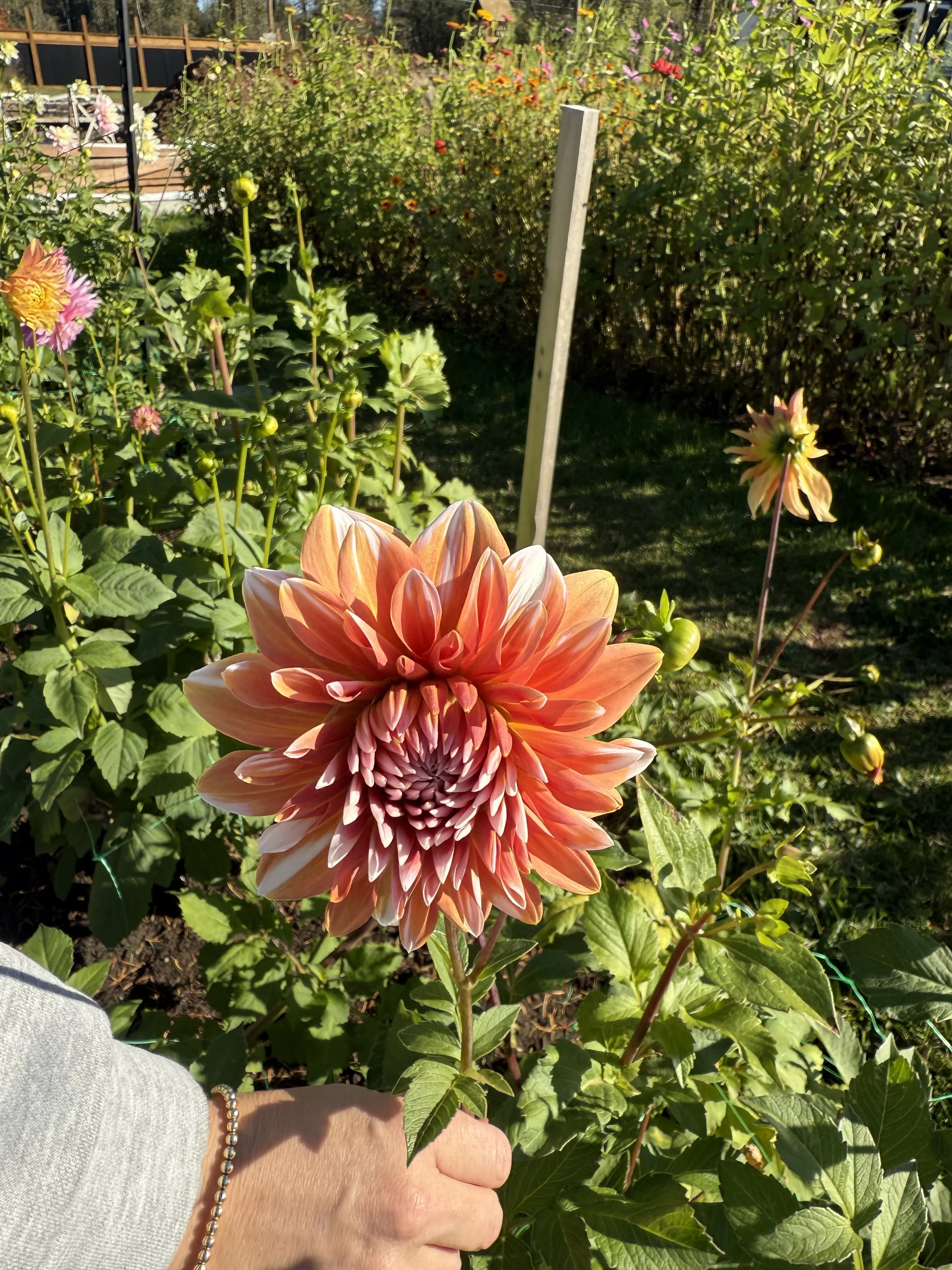 Large orange and pink dahlia flower being held by a person's hand in a garden with various other flowers and green foliage.