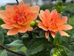 Screenshot 2026-03-30 at 7.26.21 PM.png