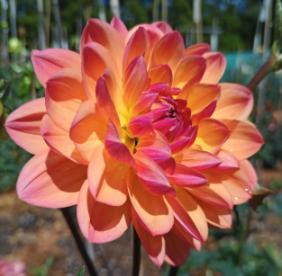 Screenshot 2026-03-30 at 7.04.47 PM.png