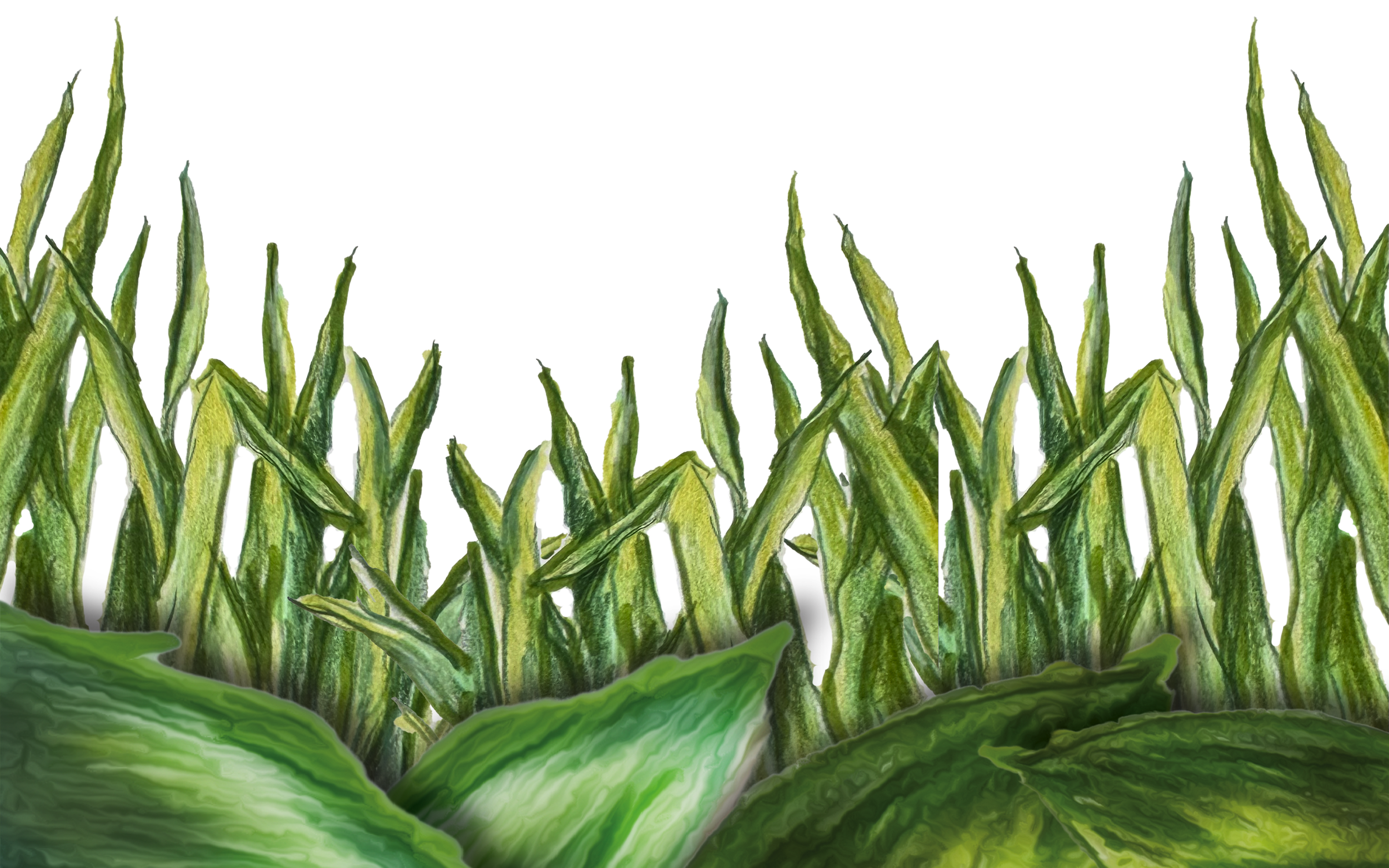 A close-up view of a lush green leafy vegetable, possibly a lettuce or cabbage, with a background of green and purple abstract shapes.