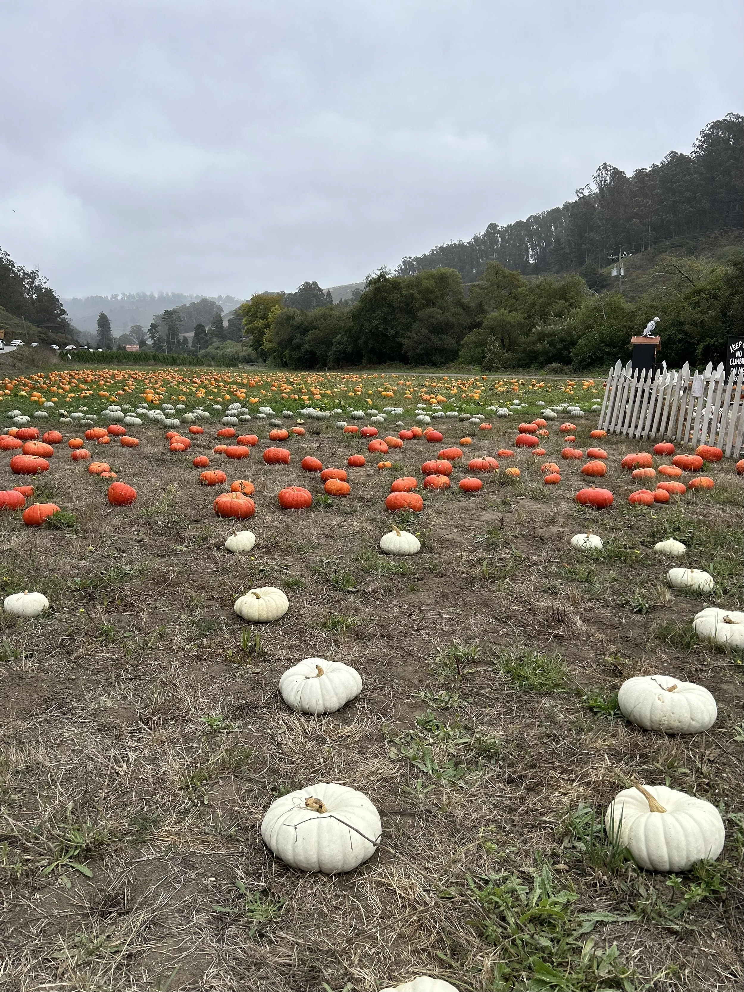 Goodbye Summer; Hello Fall