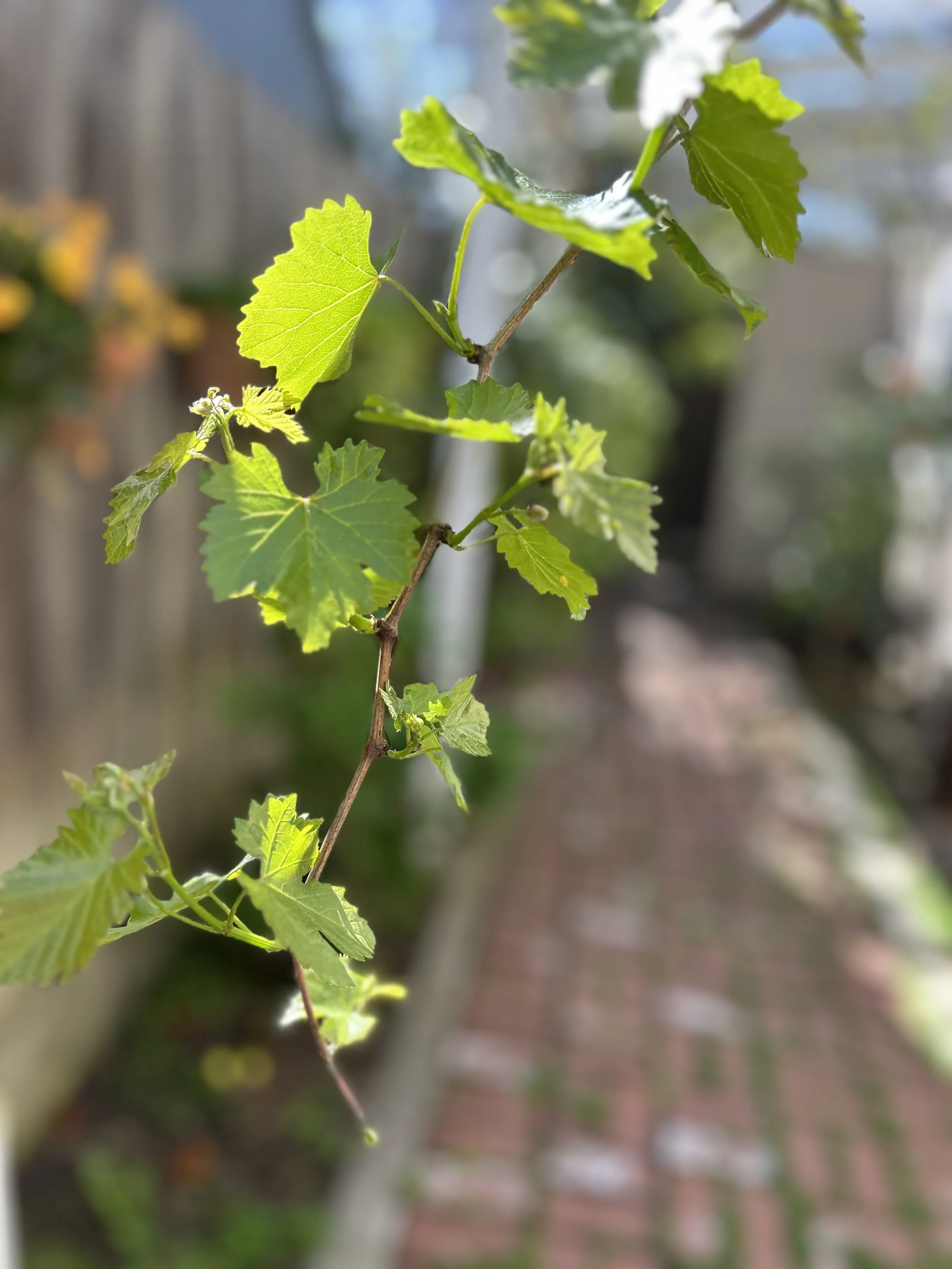 roads to emmaus: on learning to wait