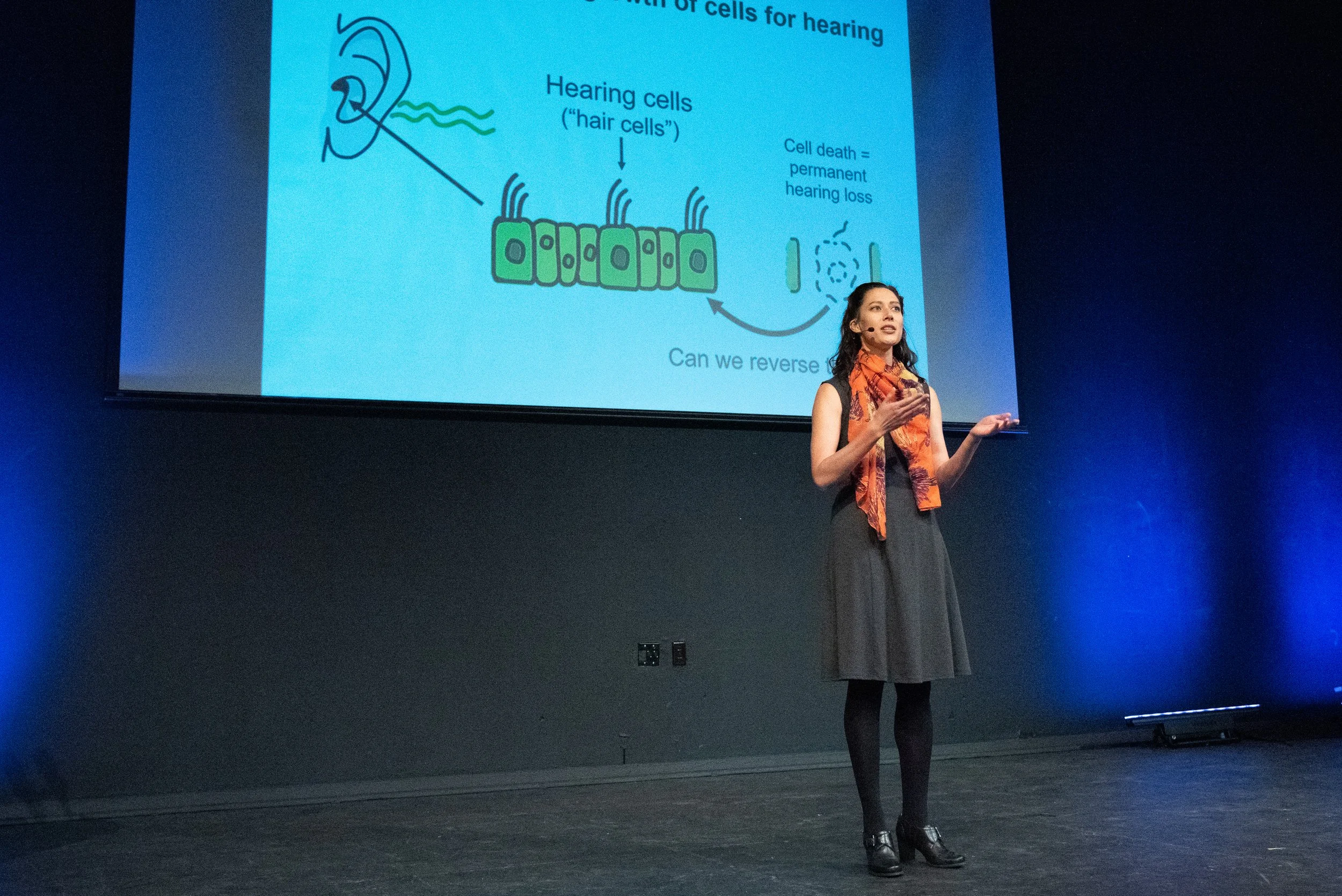 Image shows Amy competing in the final round of the Three Minute Thesis Competition during her PhD. She is presenting on a stage in front of a slide that shows a graphic of her work on inner ear development.