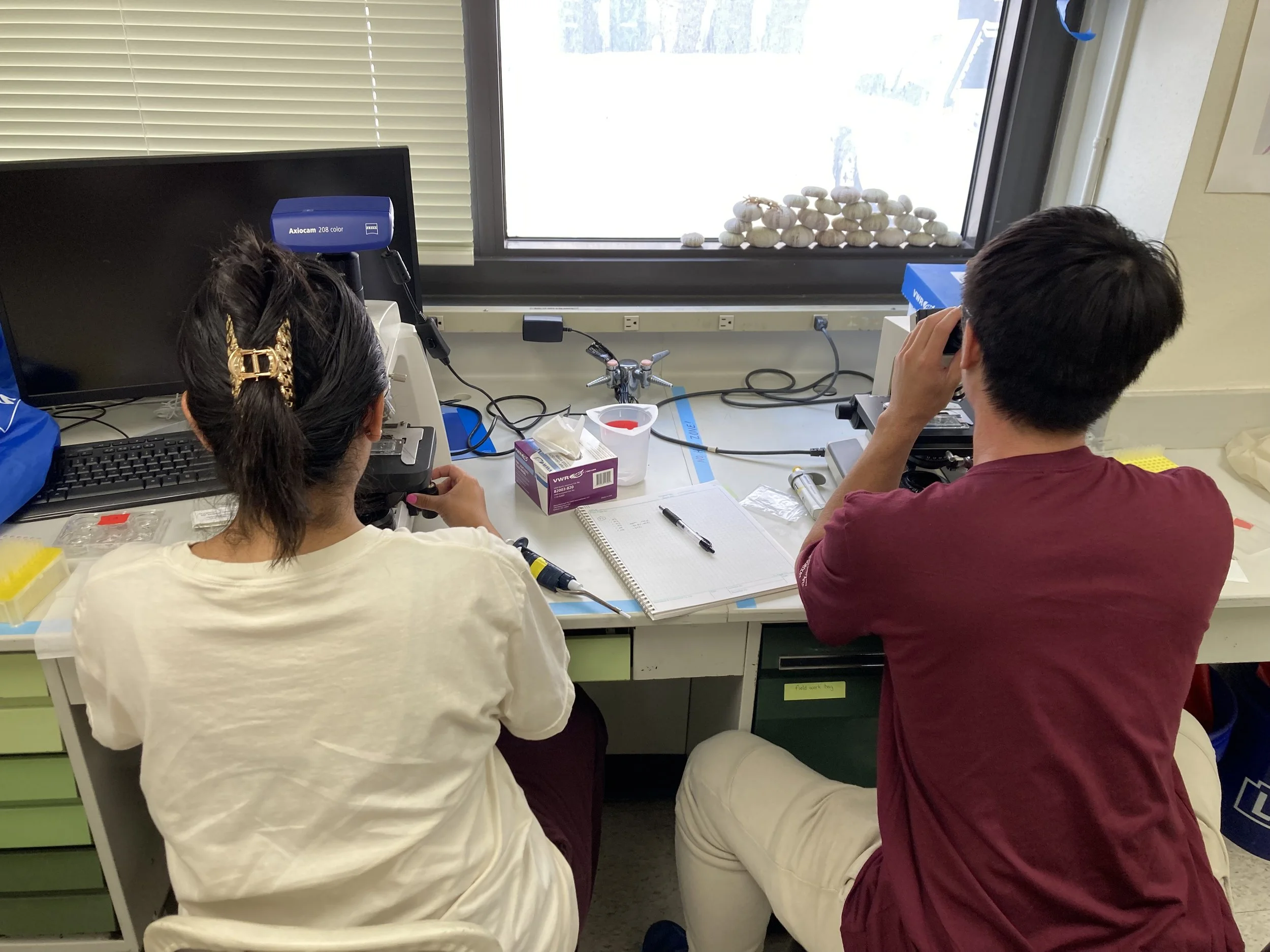 Undergraduate mentees working on microscopes