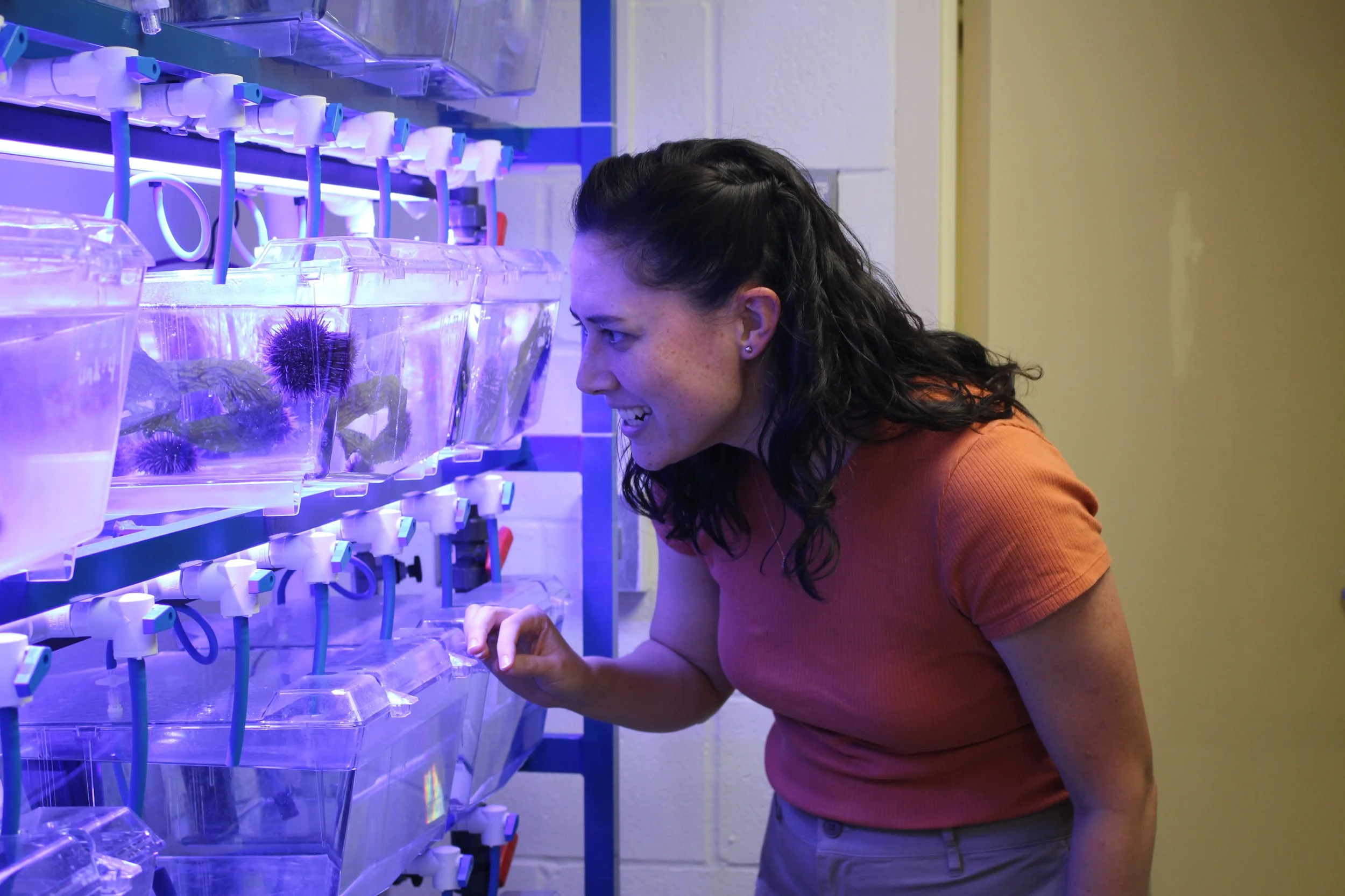 Dr. Tan working in the Strader lab. Image shows a woman looking at an aquarium tank system holding purple sea urchins.