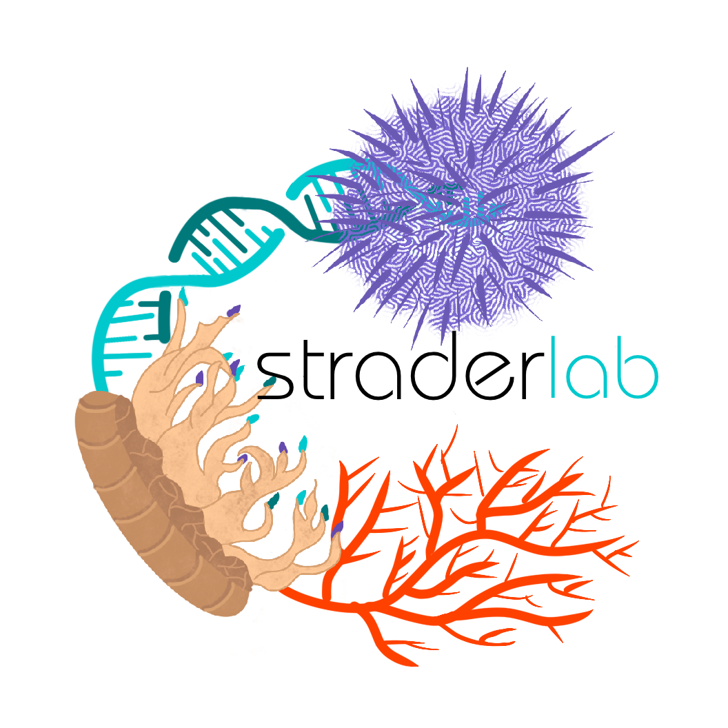 Strader lab logo showing the species the lab works on -- purple sea urchins, upside down jellyfish, and corals connected by a strand of DNA.