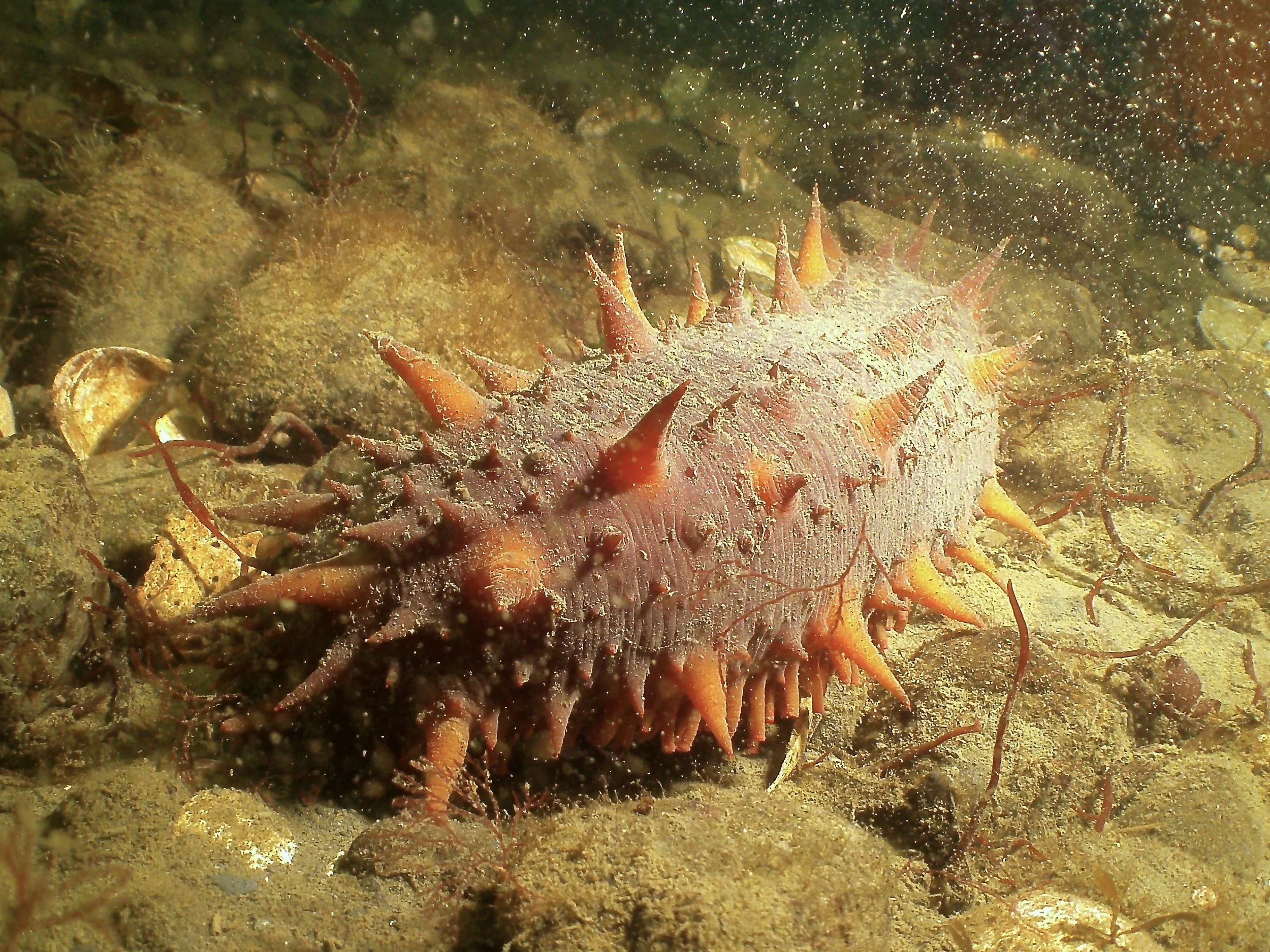 Image of the sea cucumber, Parastichopus californicus