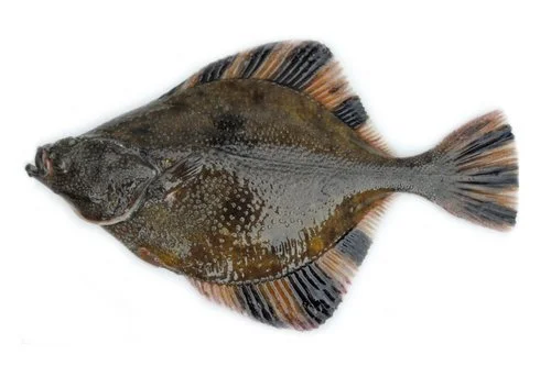 Starry+Flounder.jpg