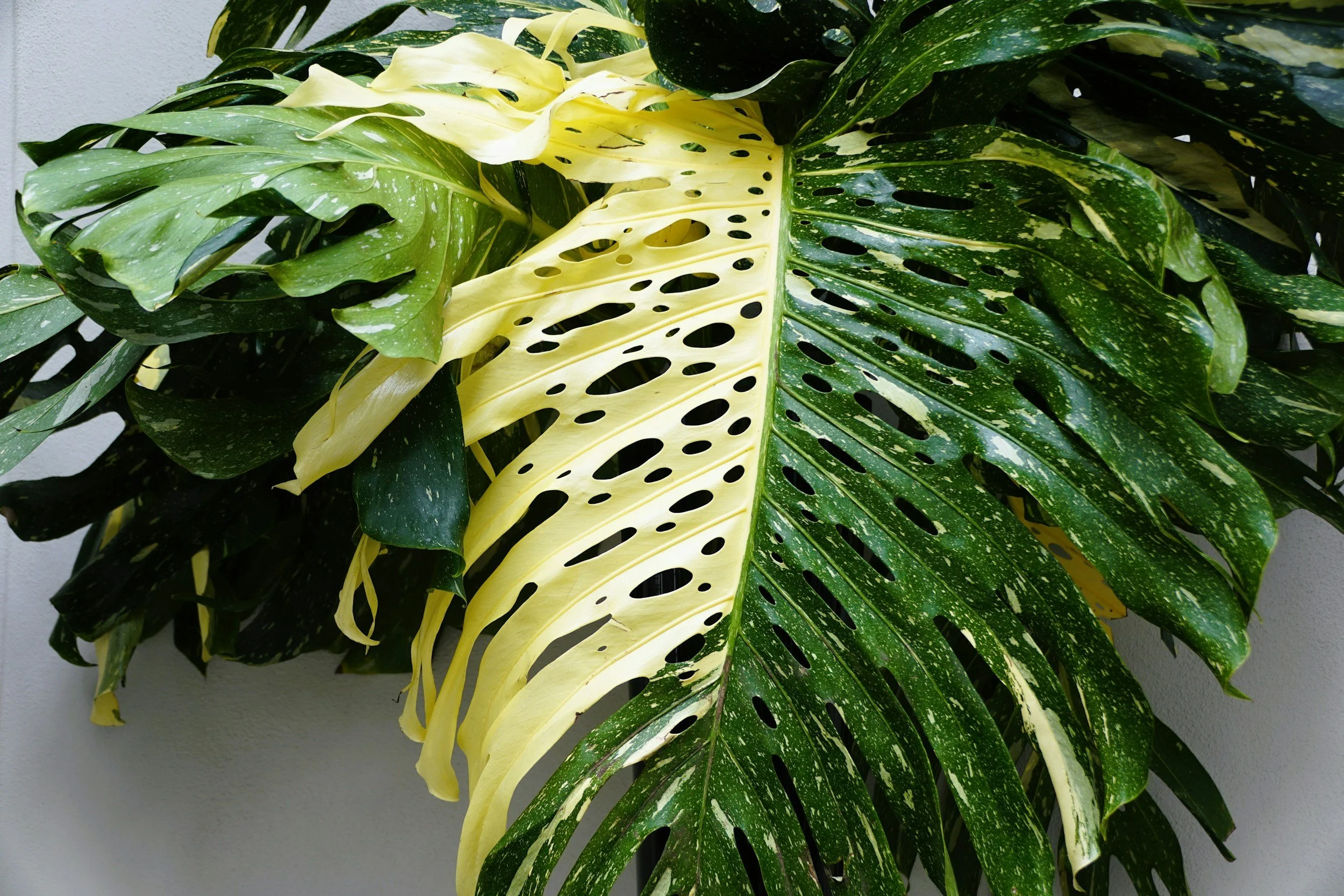 Close-up of a variegated Monstera plant with green, yellow, and white leaves featuring unique holes and natural patterning.