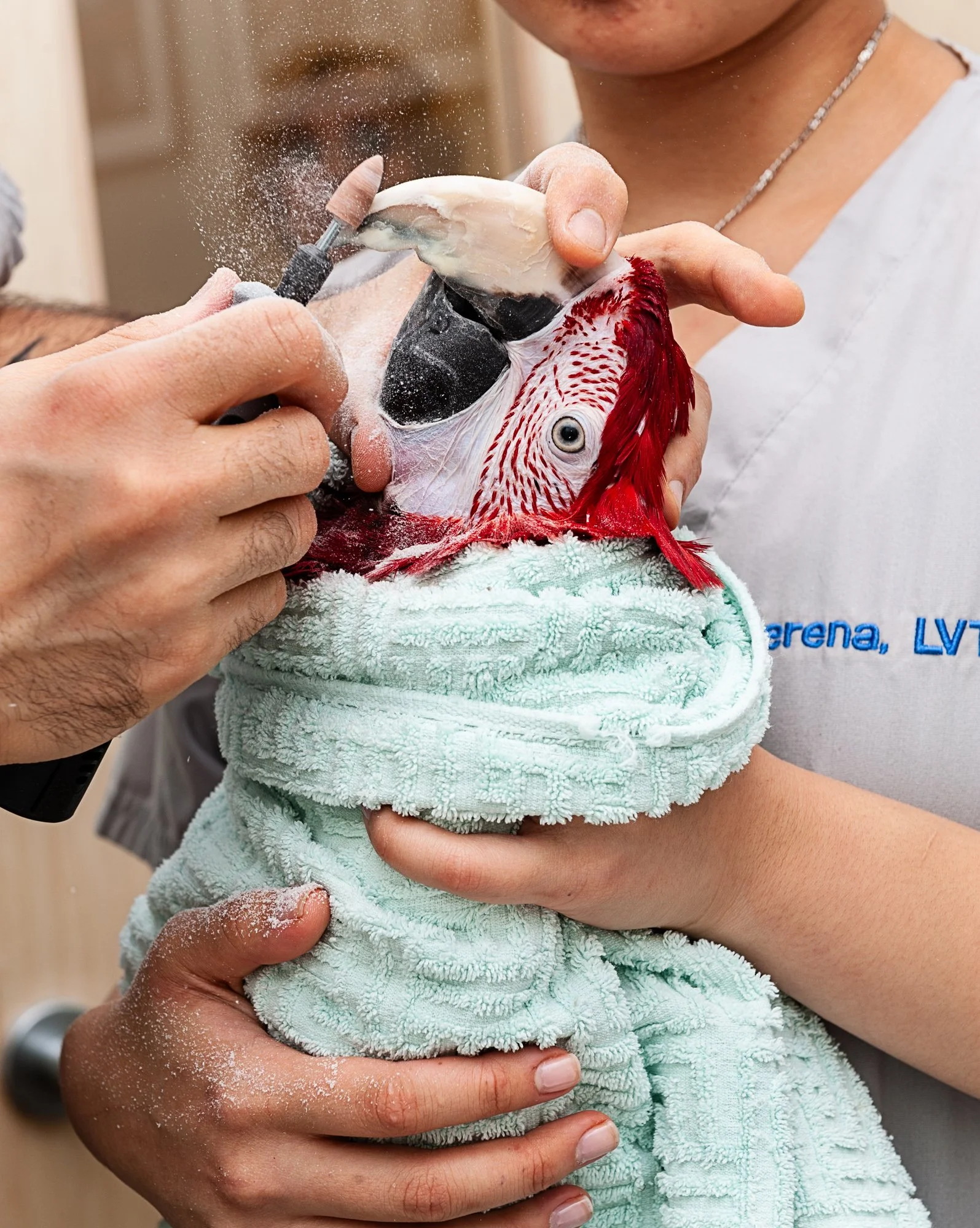 Using a dremel tool to trim a parrot’s beak.