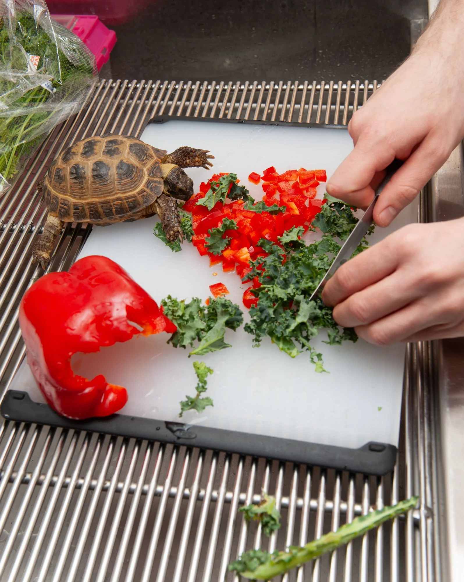 Preparing lunch for a Russian Tortoise.