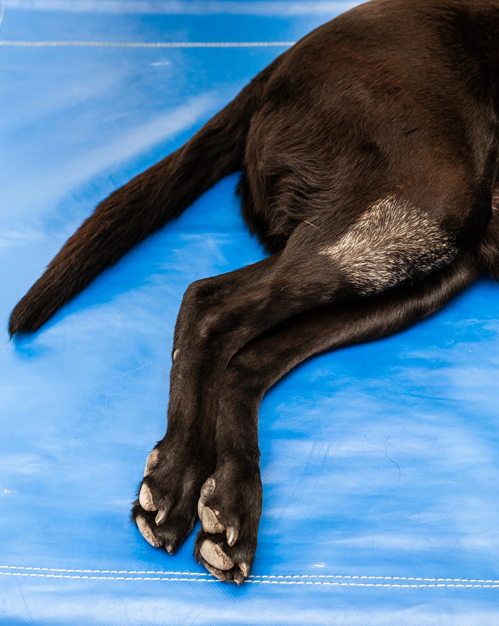 The white region of fur, is an area previously treated with radiation therapy to improve pain control.