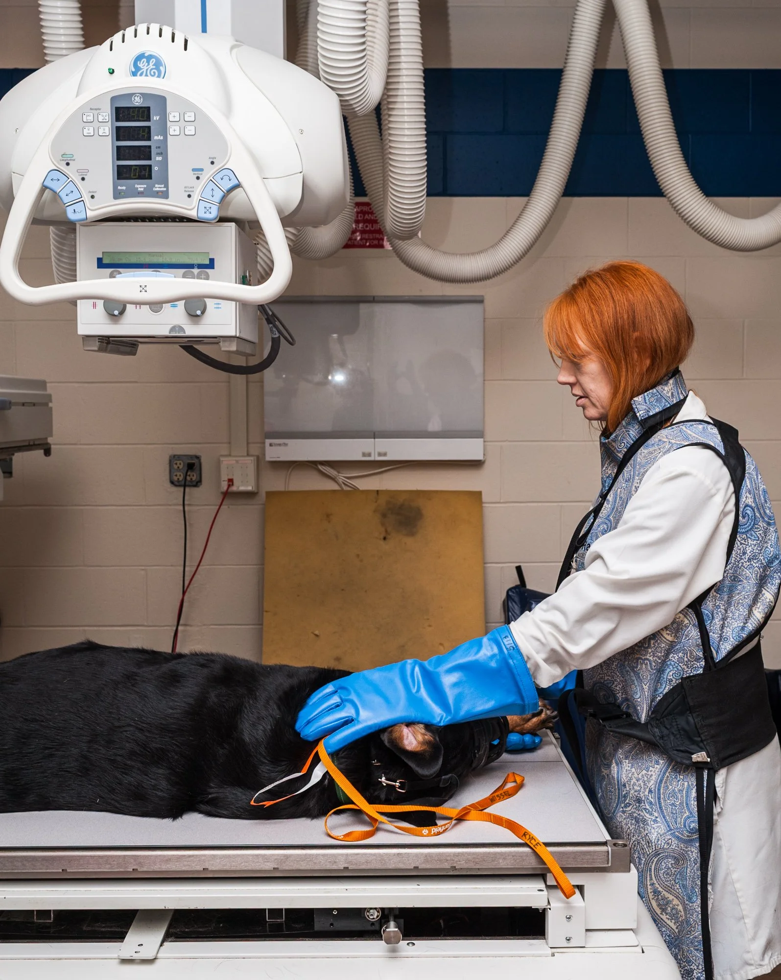 A Rottweiler with bone cancer, undergoing an x-ray to see if cancer has spread to his lungs.