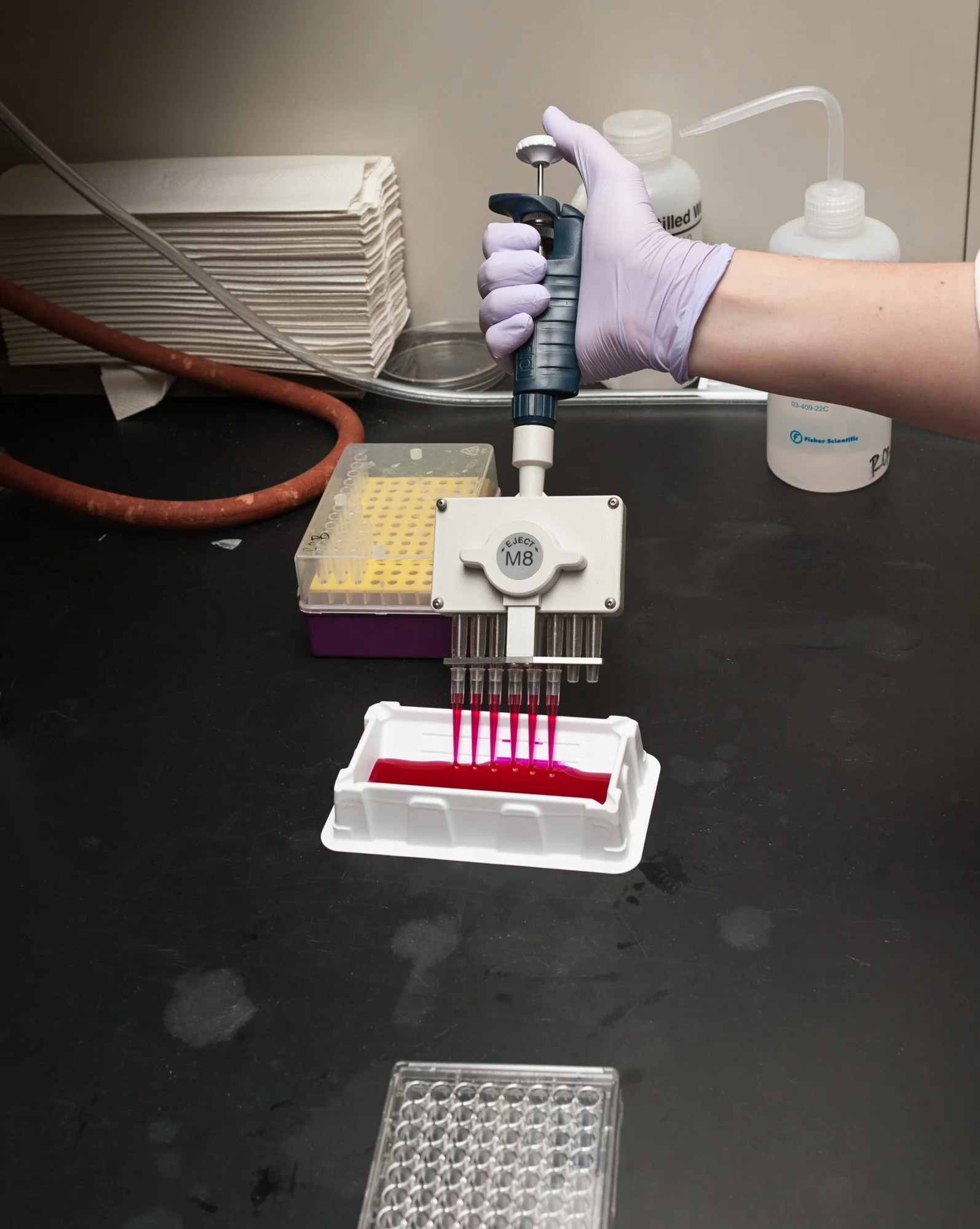 A cell culture lab experiment, investigating the activation of tumor cell death with a novel cancer agent.