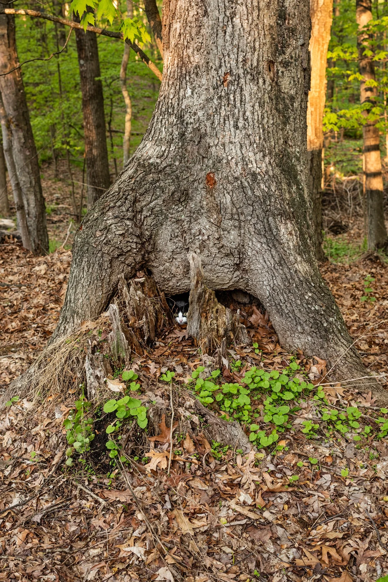 A feral cat and her kittens take refuge in a hollowed out tree.