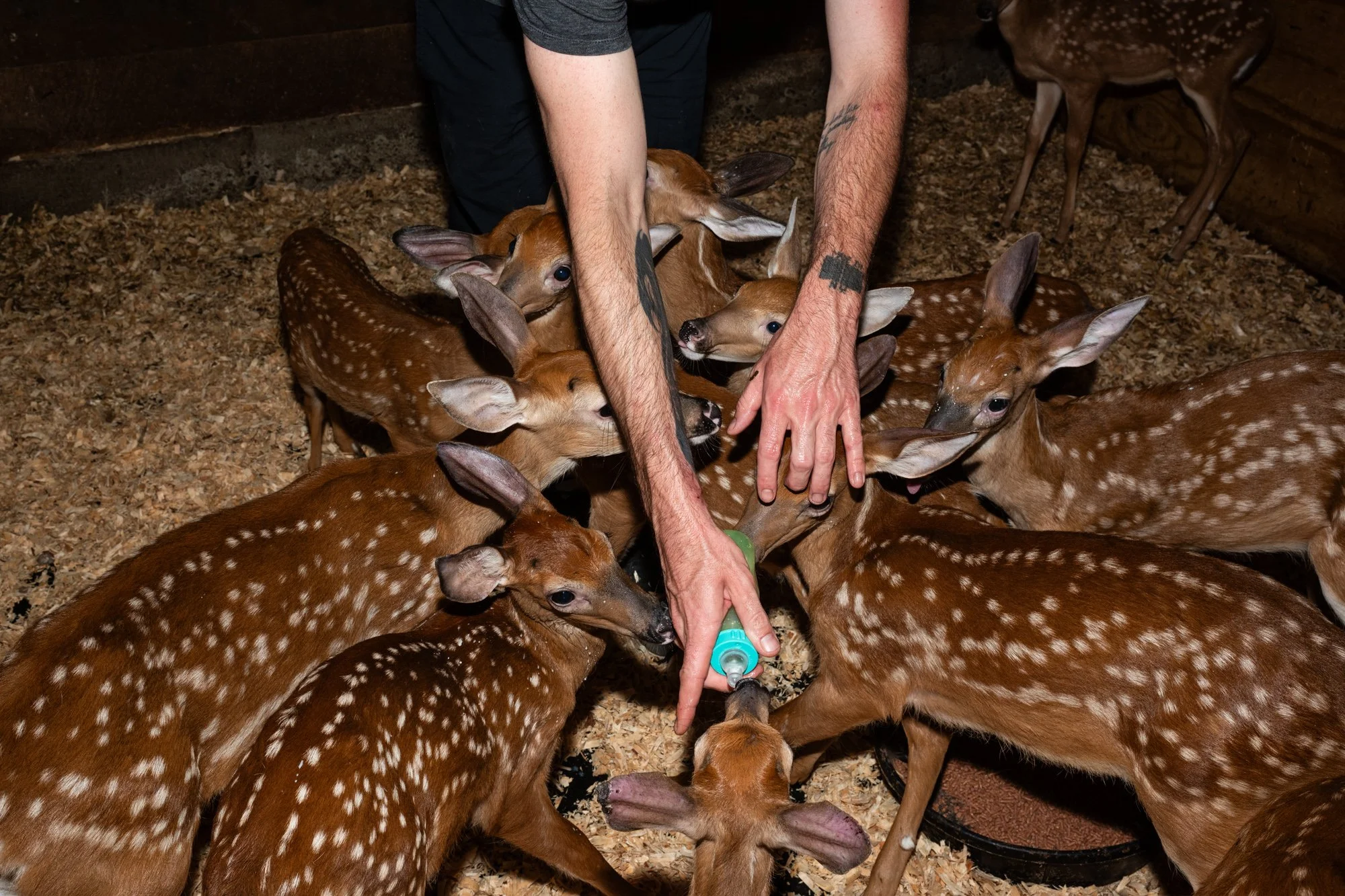Feeding fawns who were orphaned when their mothers were killed by cars or taken by well-meaning individuals who thought they had been abandoned by their mothers when they were out foraging for food.