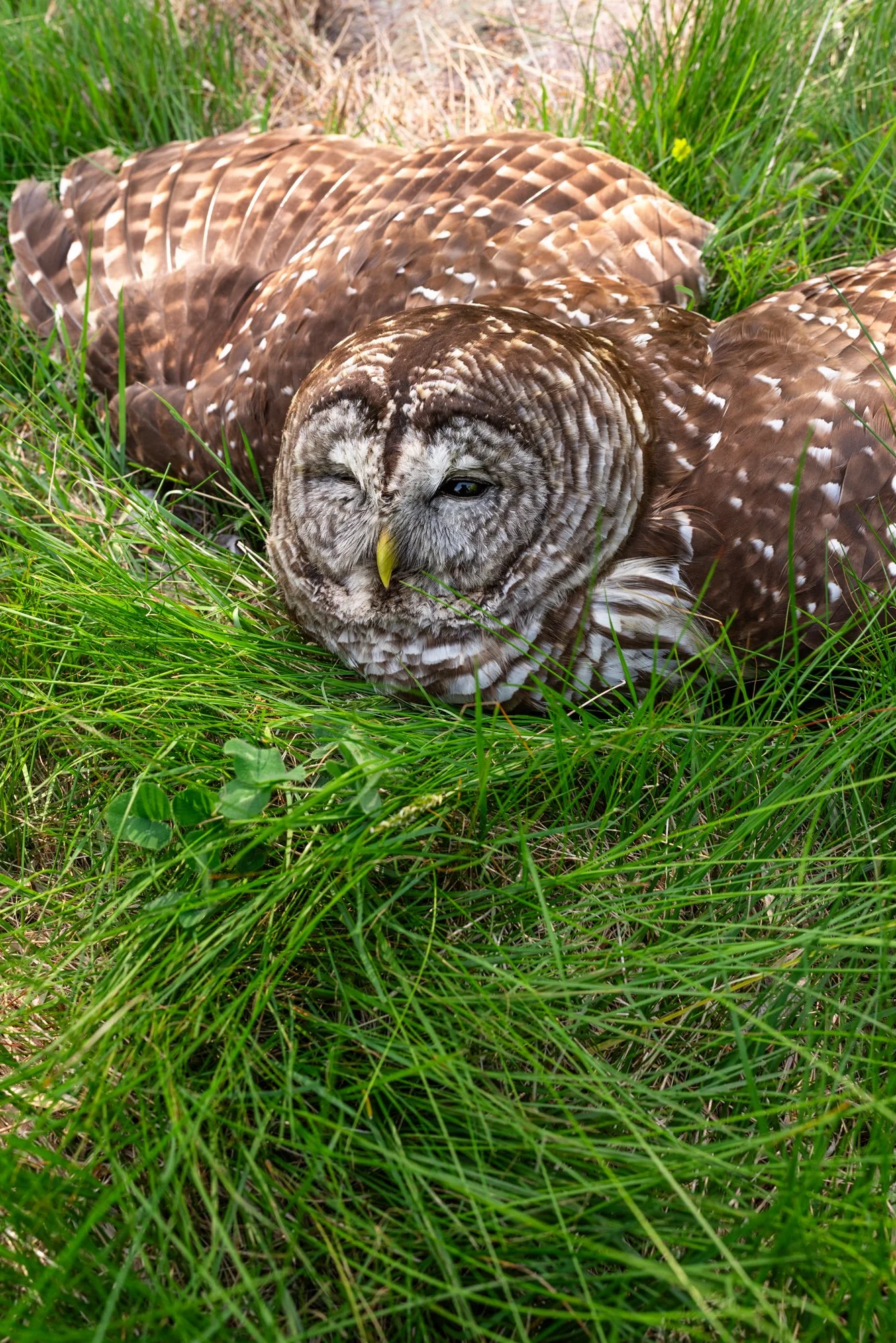 A Barred owl poisoned from lawn chemicals.