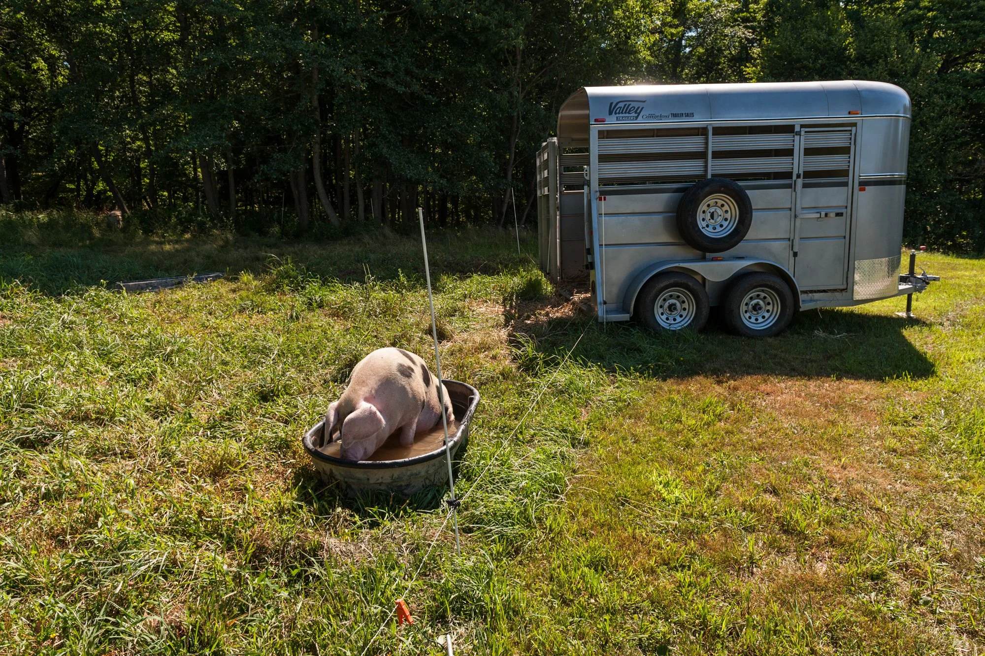  A Gloucestershire Old Spot takes a dip on a hot summer day. These pigs are known for their gentle nature, and nap inside a trailer set up in their pasture. The trailer serves a dual purpose: offering shelter on hot days while also familiarizin