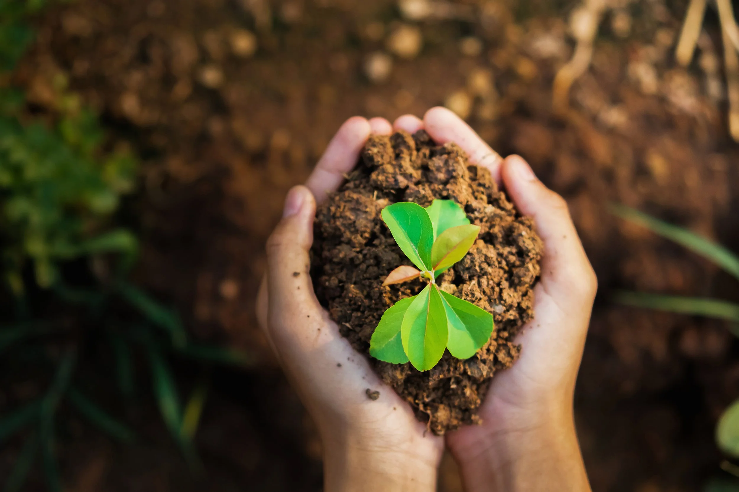 Hands holding a small green seedling with soil around it, symbolizing planting or growth.