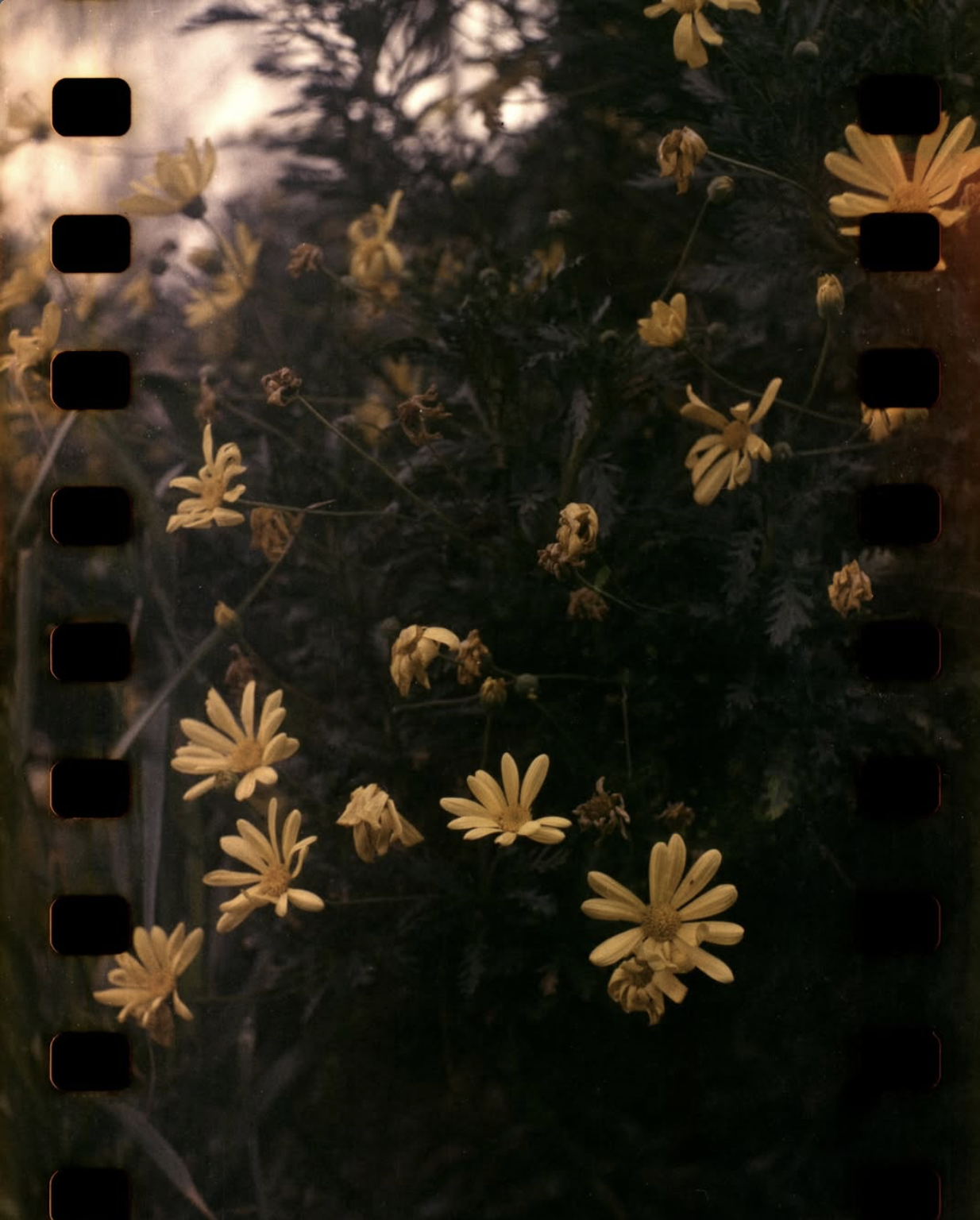 Gaspar Cañas, Flowers