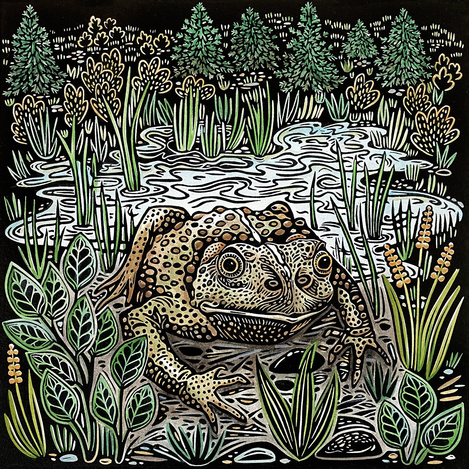 Boreal Toad