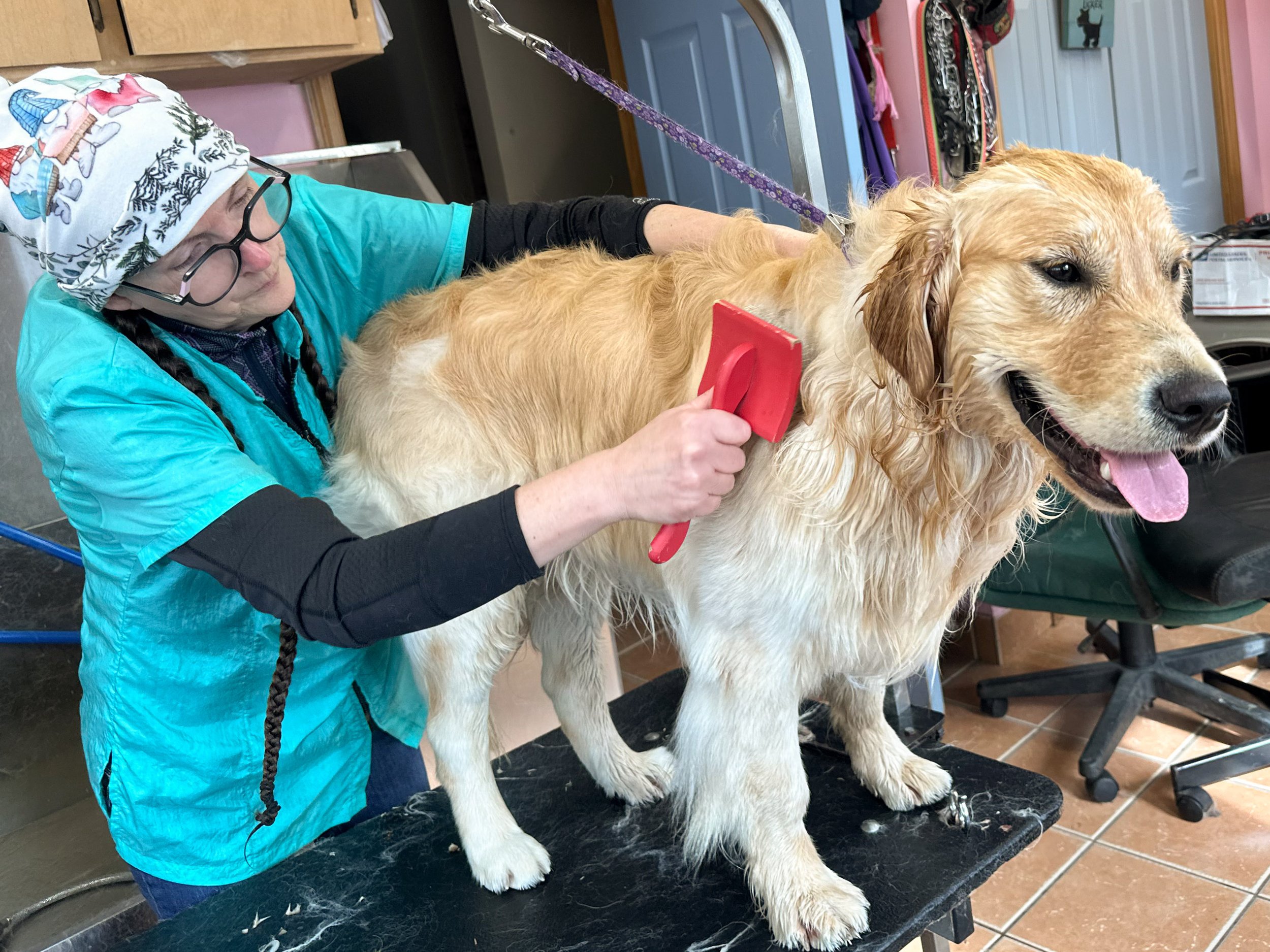 A person grooming a golden retriever dog on a grooming table, using a red brush. The dog is wet, smiling, and has its tongue out, in an indoor grooming salon.