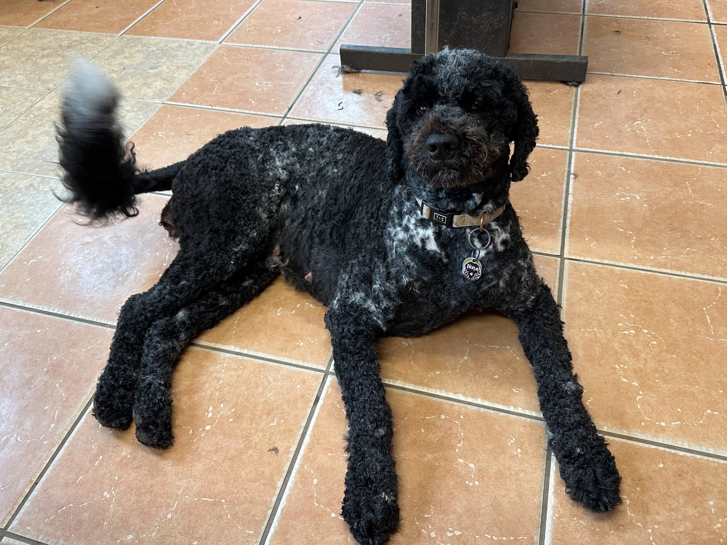 A curly black and white dog lying on a tiled floor next to a piece of furniture.