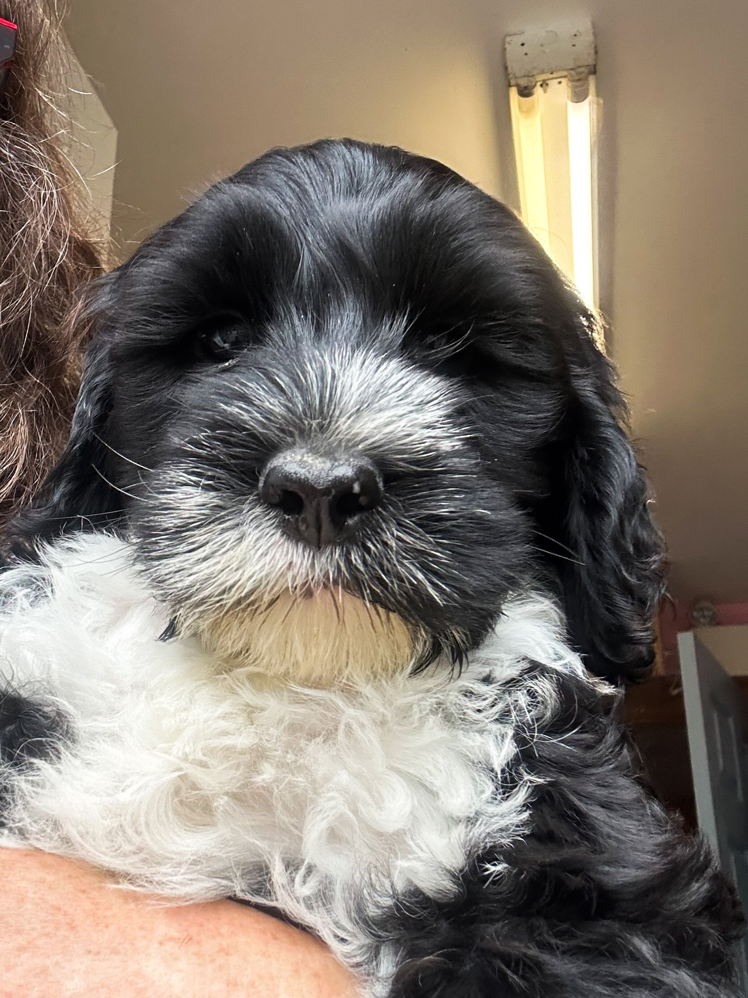 Portuguese Water Dog puppy grooming