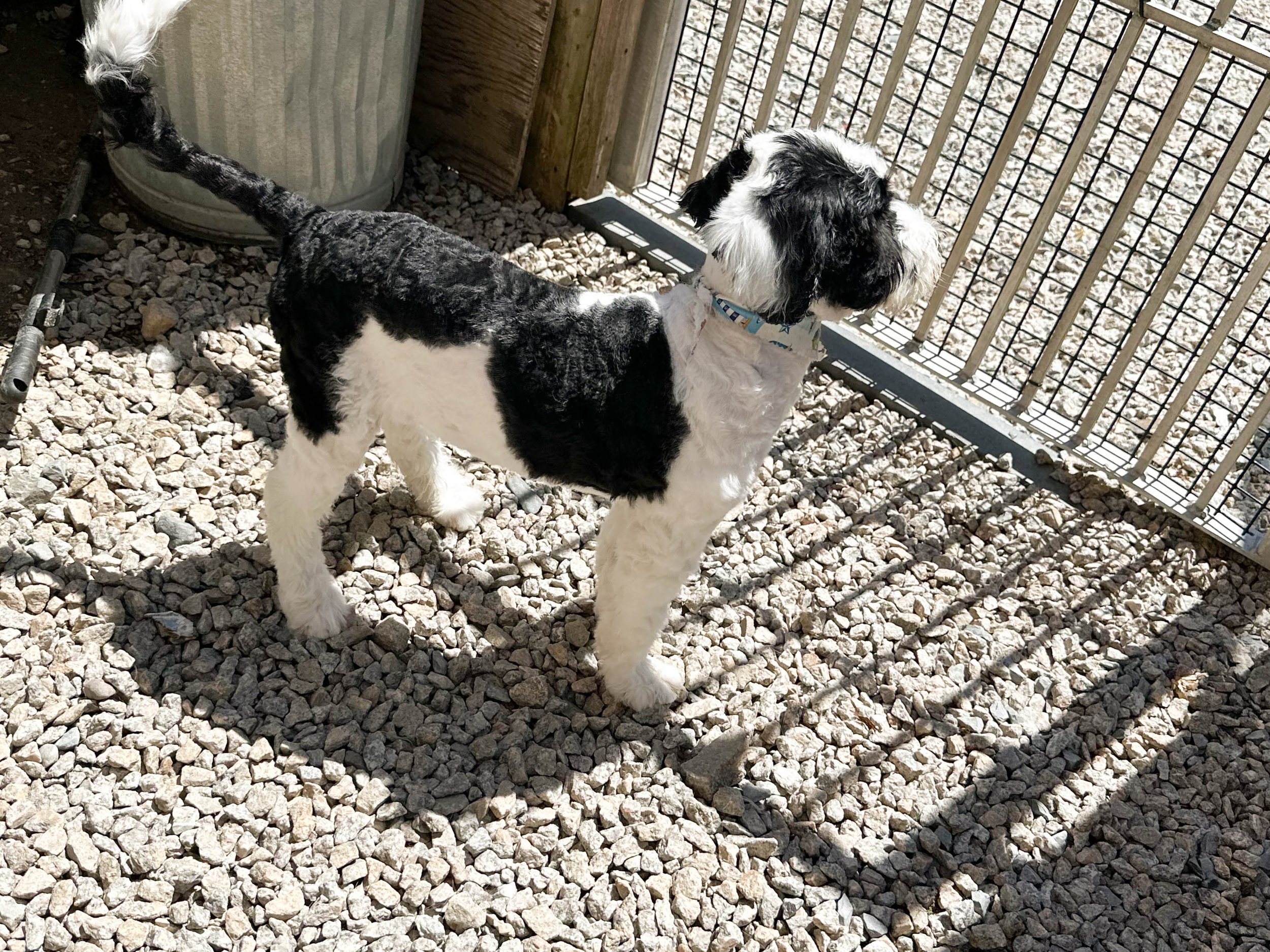 Black and white dog standing on gravel, near a metal fence and a wooden post, with a large white trash can nearby, sunny day.