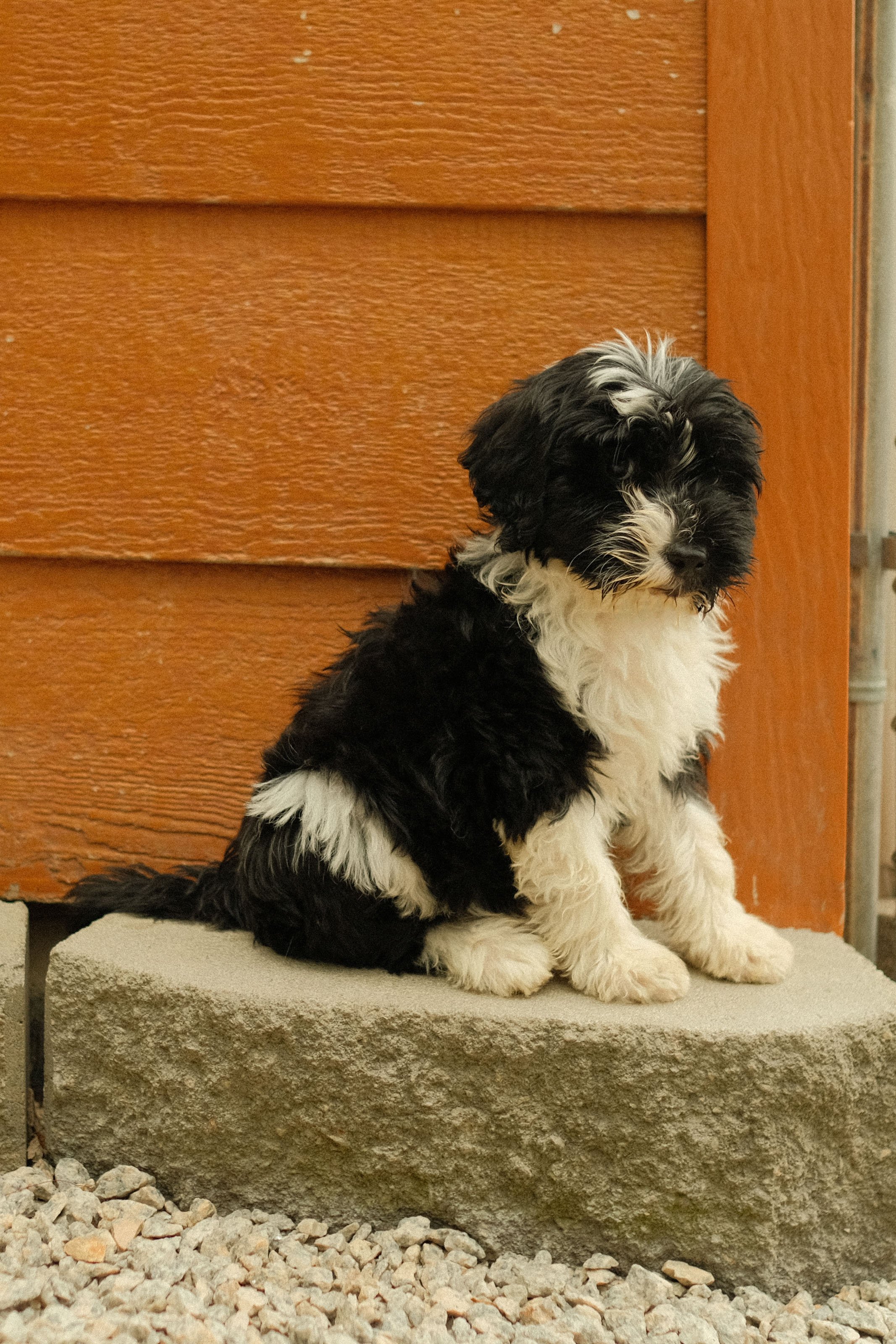 Portuguese Water Dog puppy