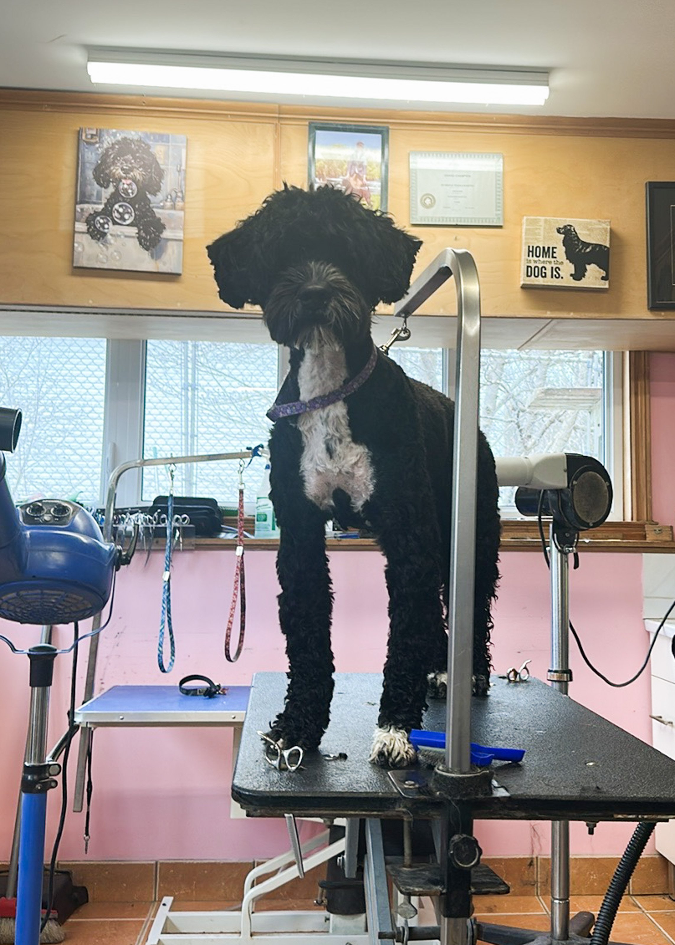 grooming pics-4.jpg