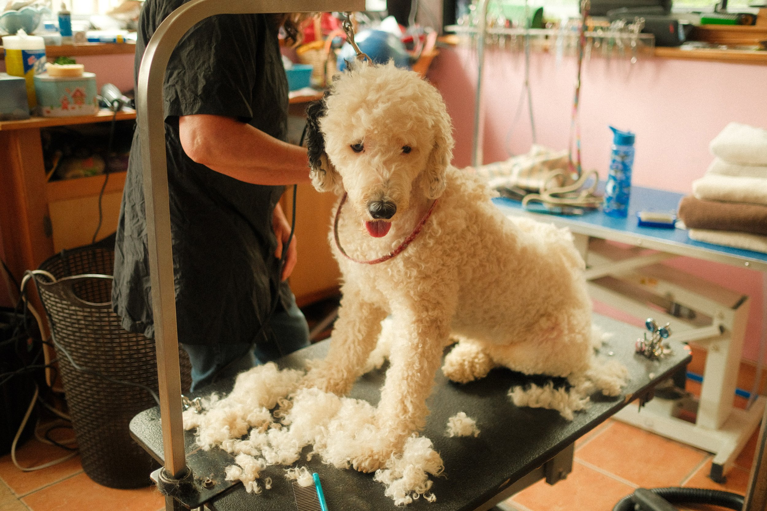 A groomer trims a fluffy cream-colored doodle dog on a grooming table using a professional grooming tool, with dog hair scattered on the table. The groomer is partially visible, wearing black, and standing behind the dog in a grooming salon with vari