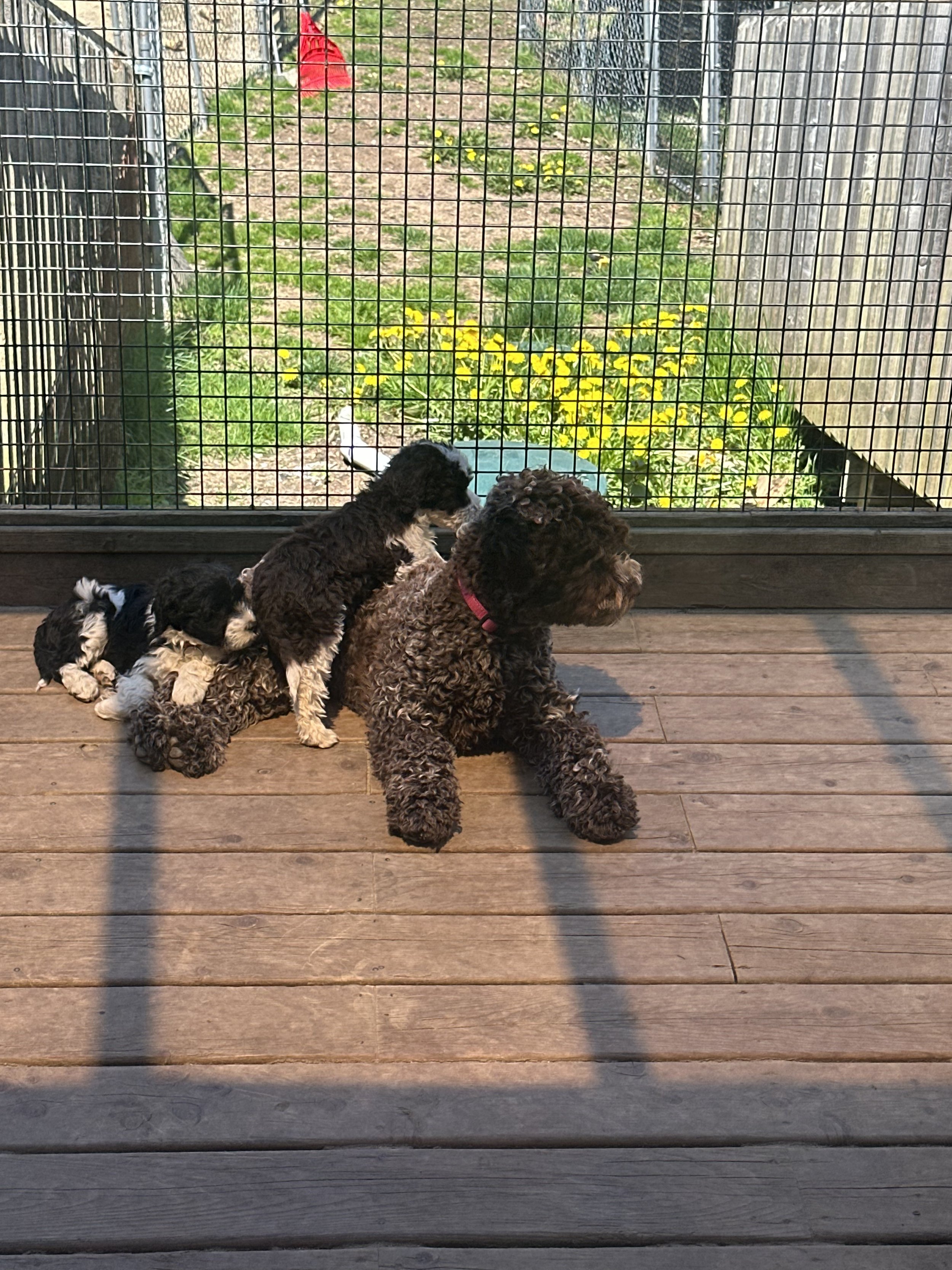 East Chester Goldwater Kennels breeder, groomer, boarding and fostering