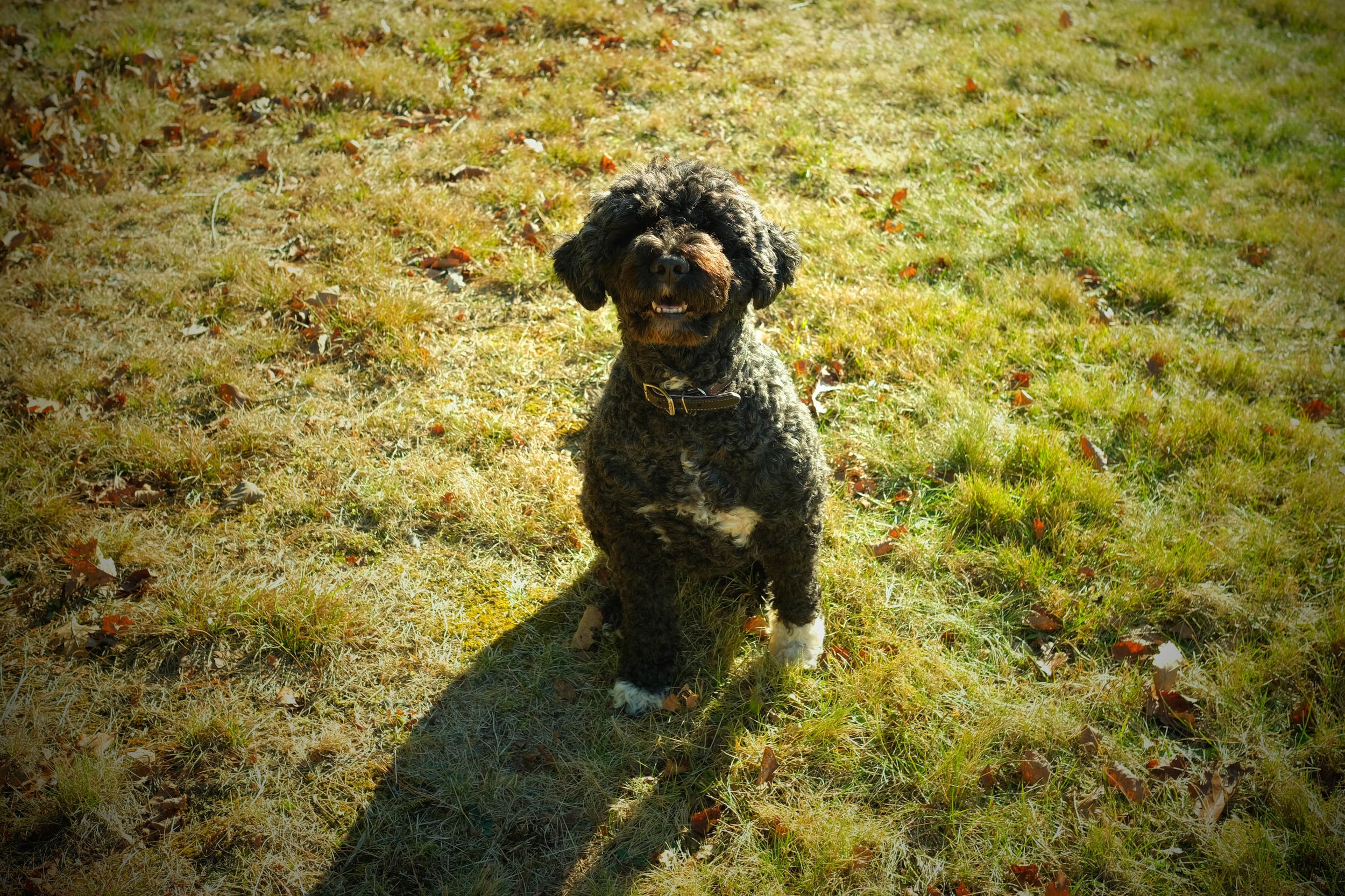 East Chester Goldwater Kennels breeder, groomer, boarding and fostering