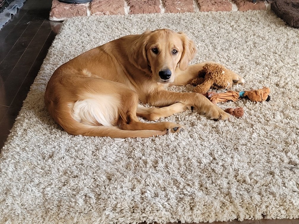 East Chester Goldwater Kennels breeder, groomer, boarding and fostering