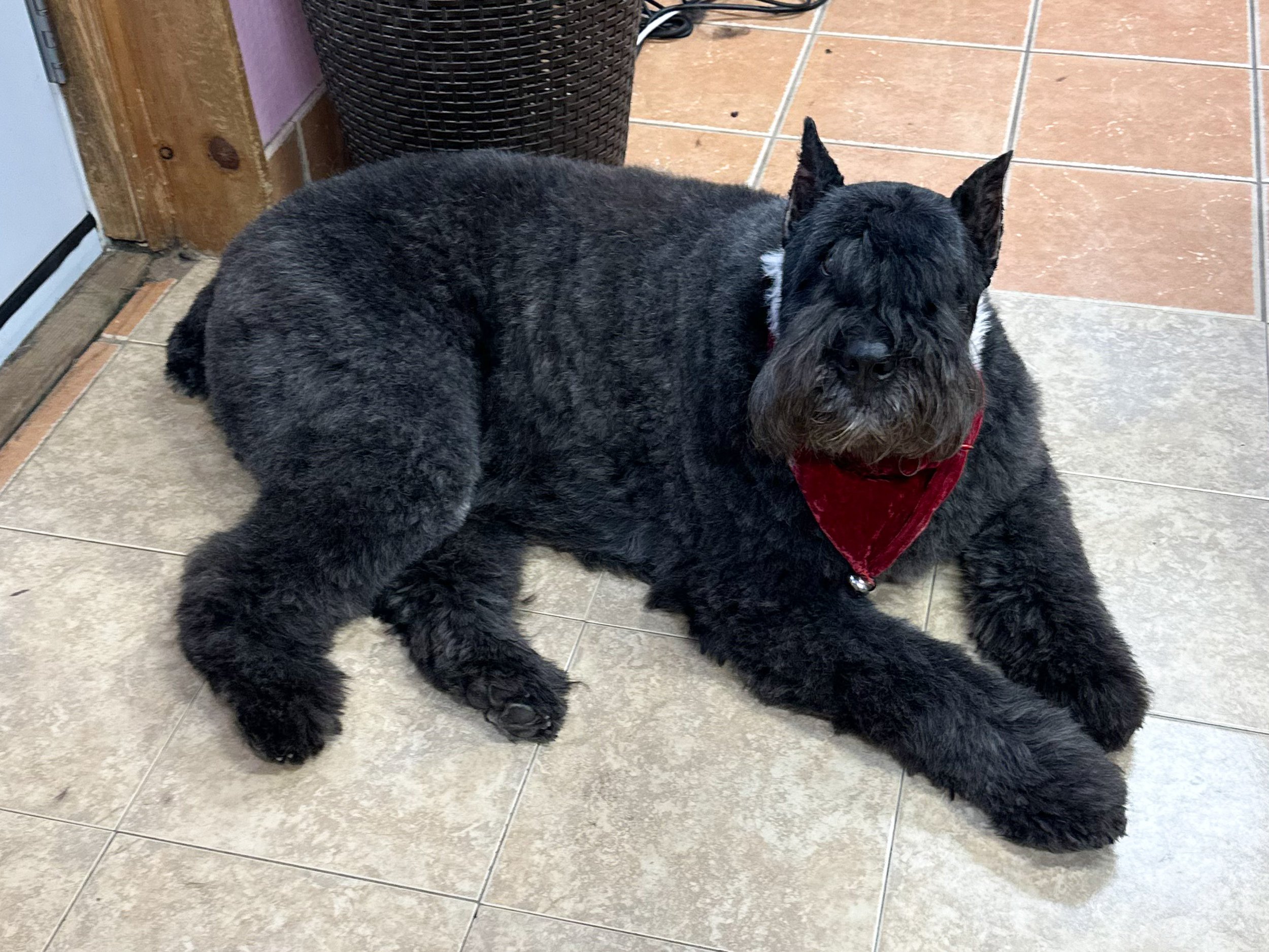 grooming pics.jpg