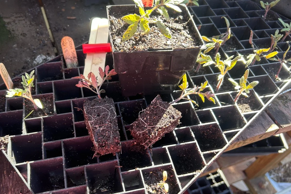 Seed raising at MVCH