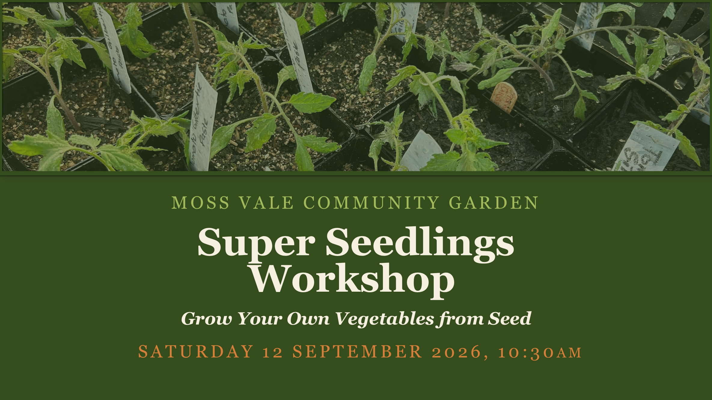 SuperSeedlings: Grow Your Own Vegetables from Seed
