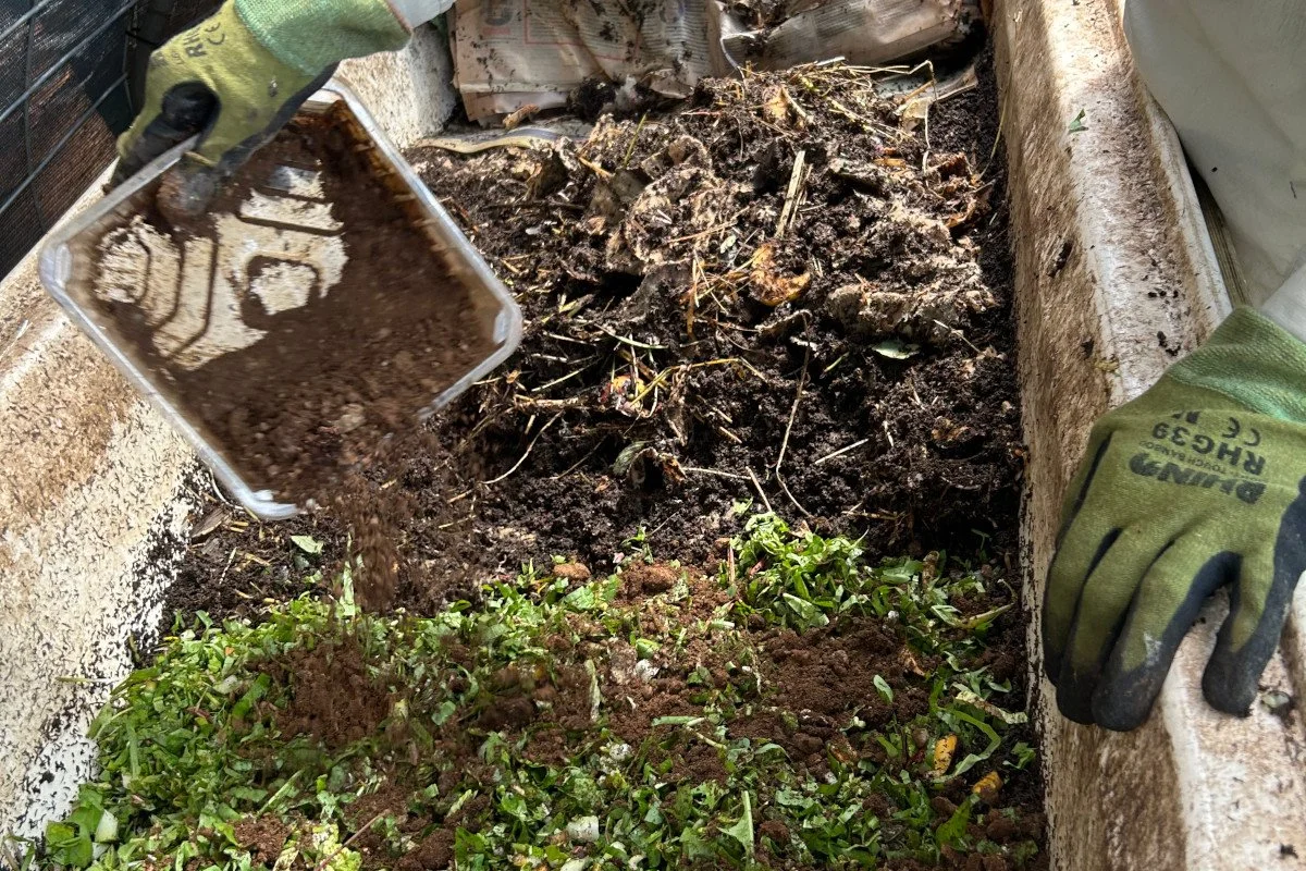 Adding materials to the bathtub wormfarm