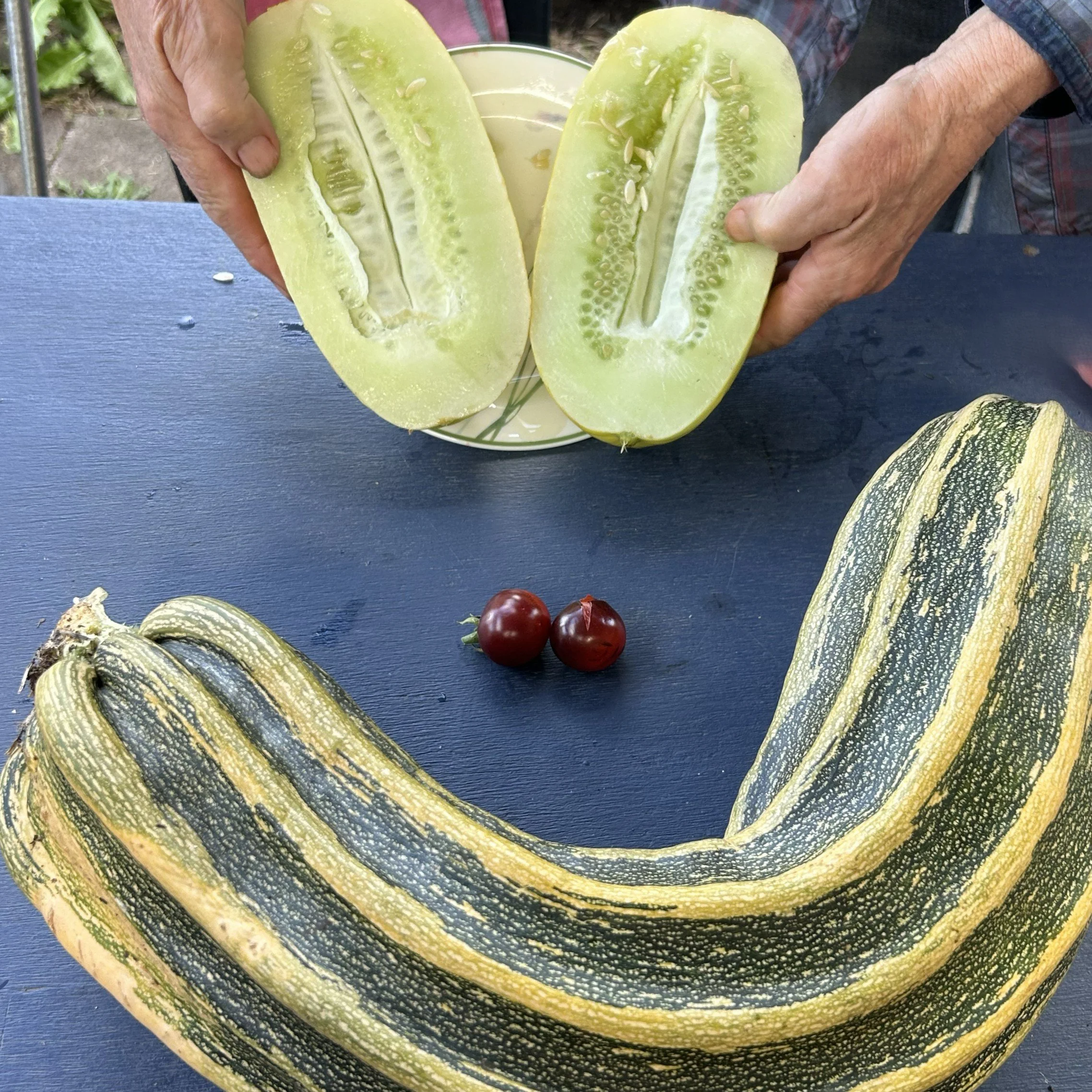 seedsaving35.jpg