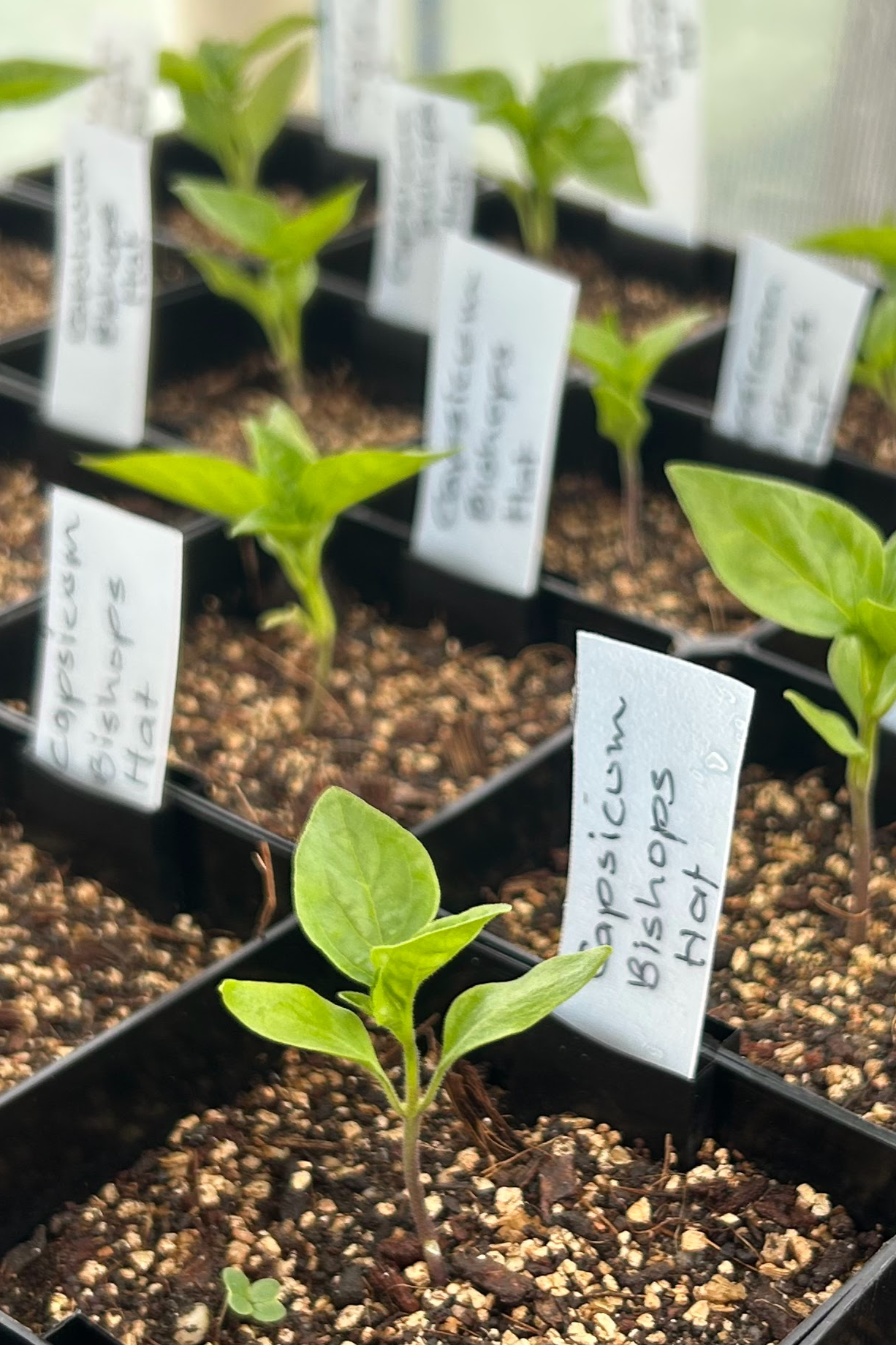 Capsicum seedlings